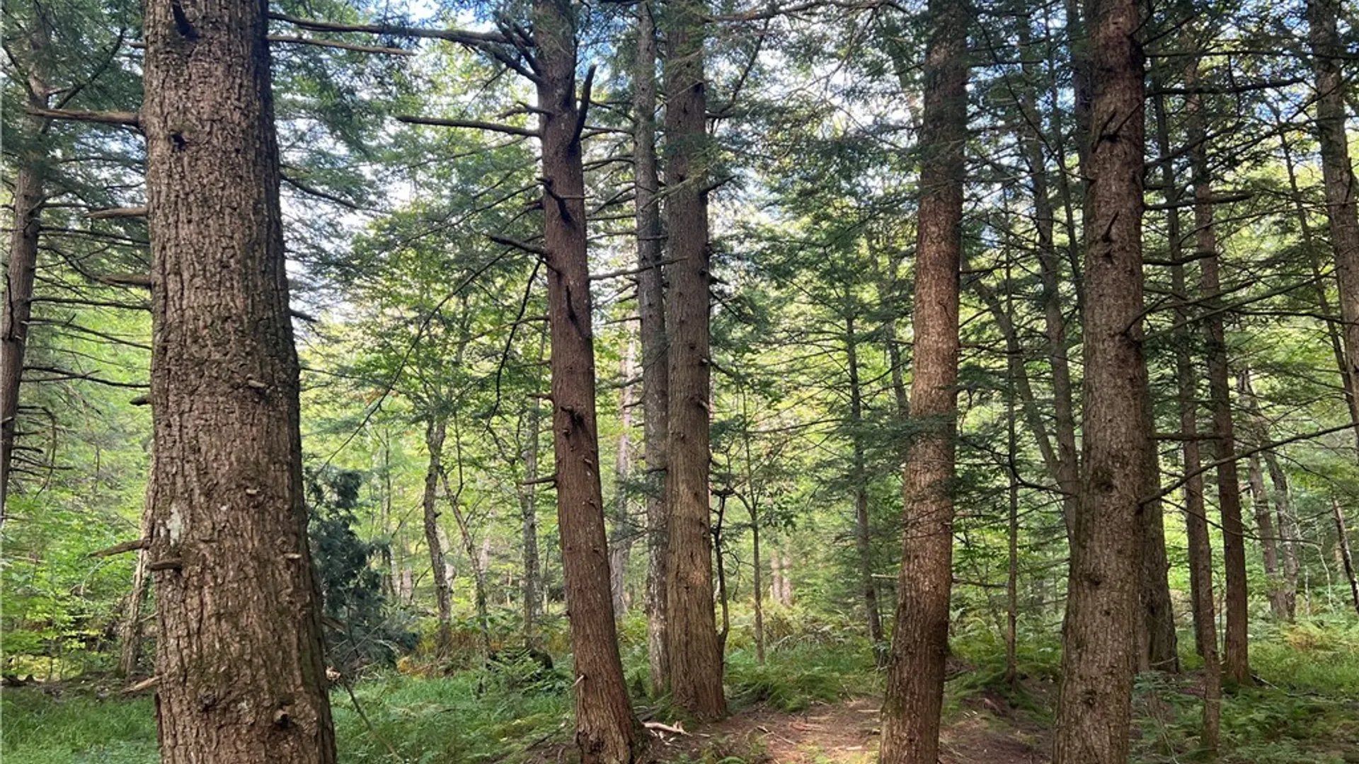 Property at Creek Road, Annsville, NY 13471 5