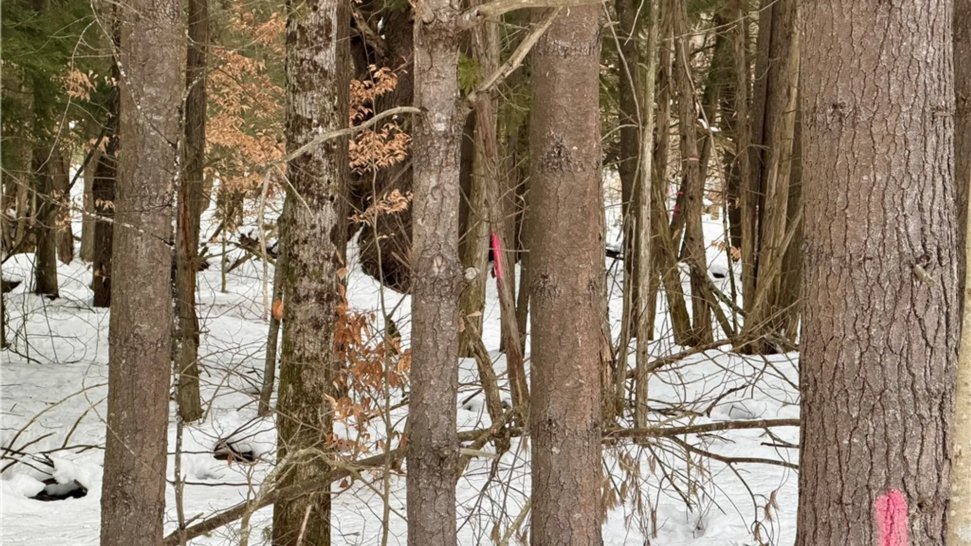 Property at 6919 Austin Road, Watson, NY 13343 21