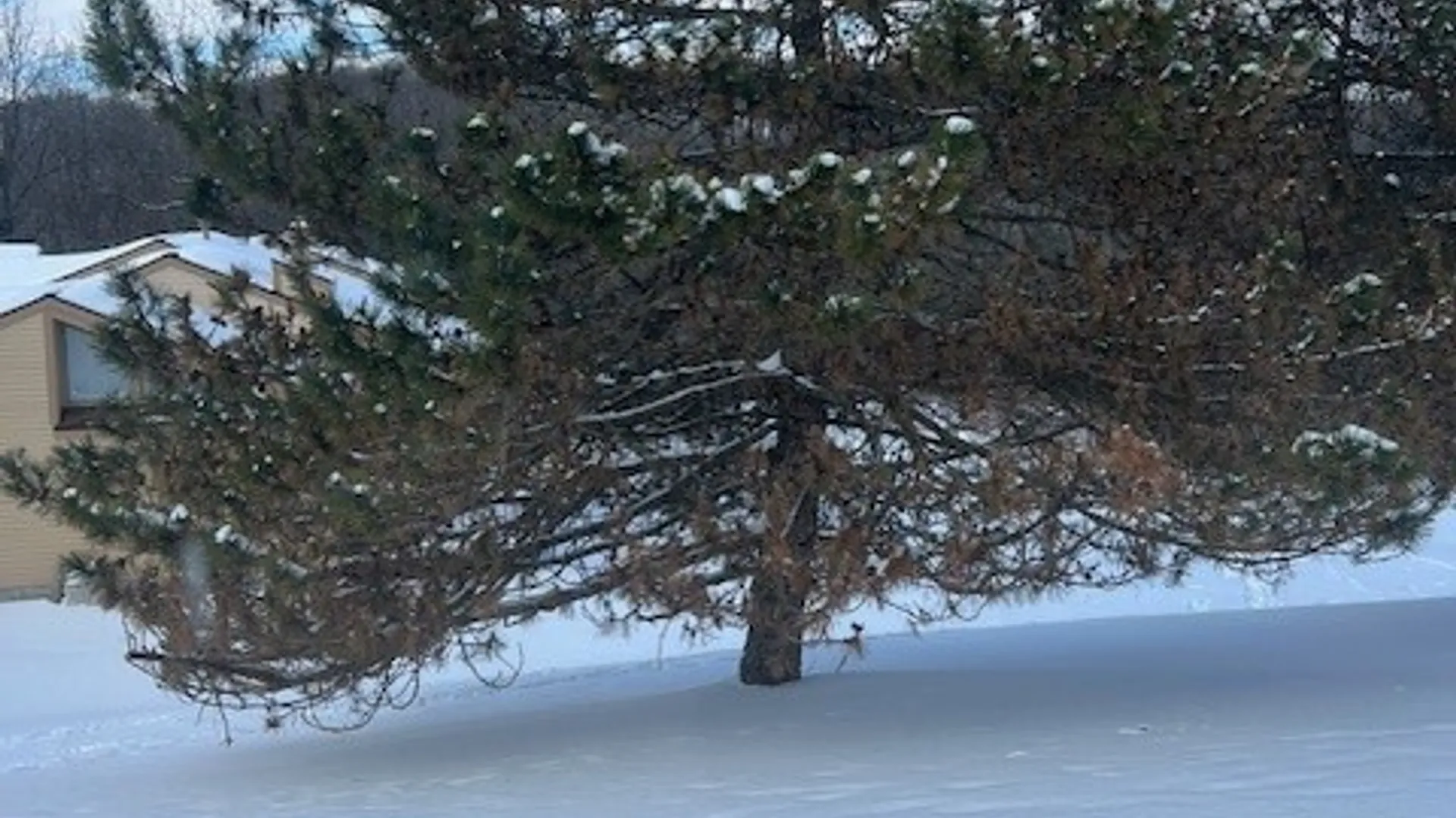 Property at 303 White Heron Circle, Manlius, NY 13066 3