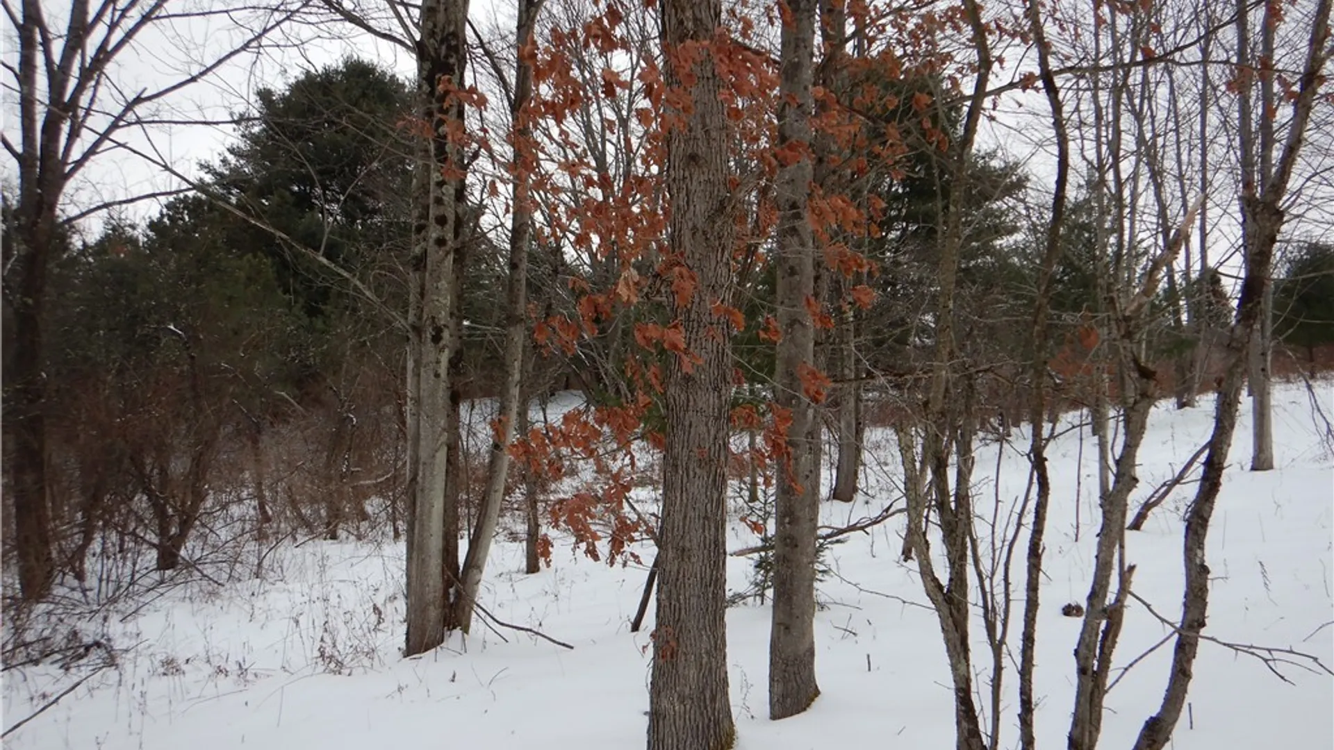 Property at Newark Valley - Maine Rd, Newark Valley, NY 13811 11