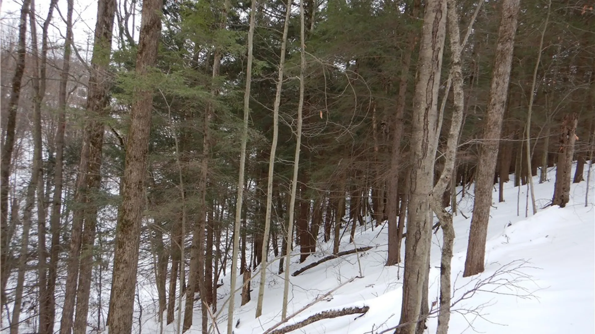 Property at Newark Valley - Maine Rd, Newark Valley, NY 13811 12
