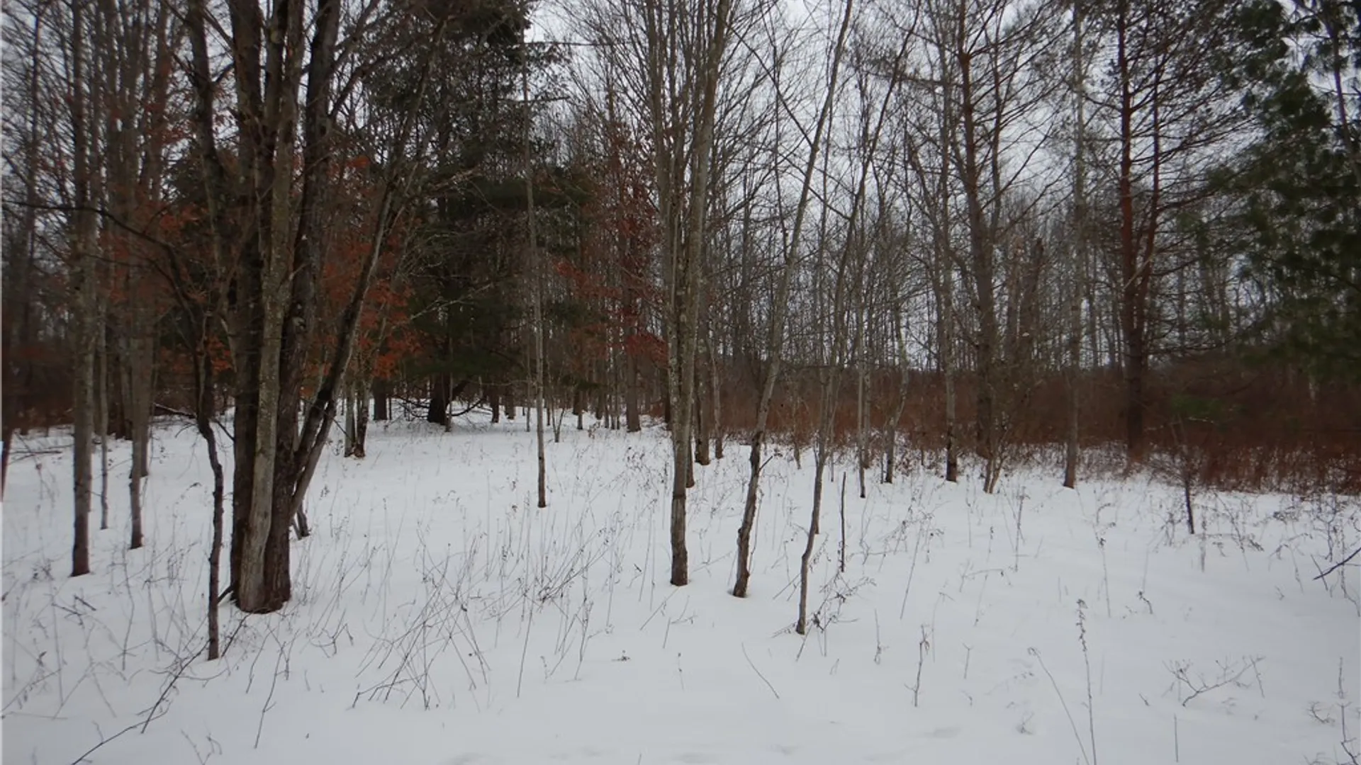 Property at Newark Valley - Maine Rd, Newark Valley, NY 13811 14