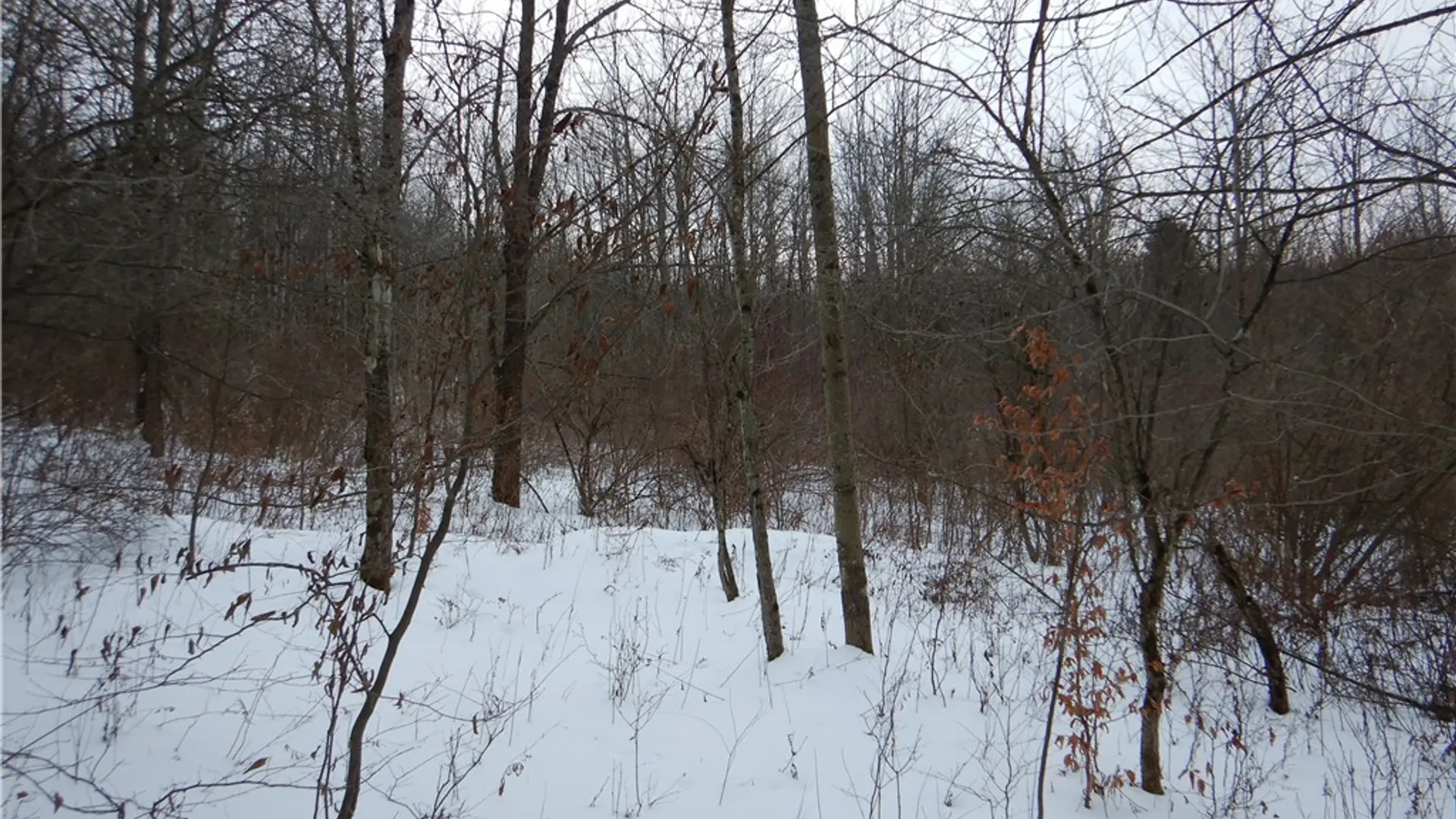 Property at Newark Valley - Maine Rd, Newark Valley, NY 13811 19