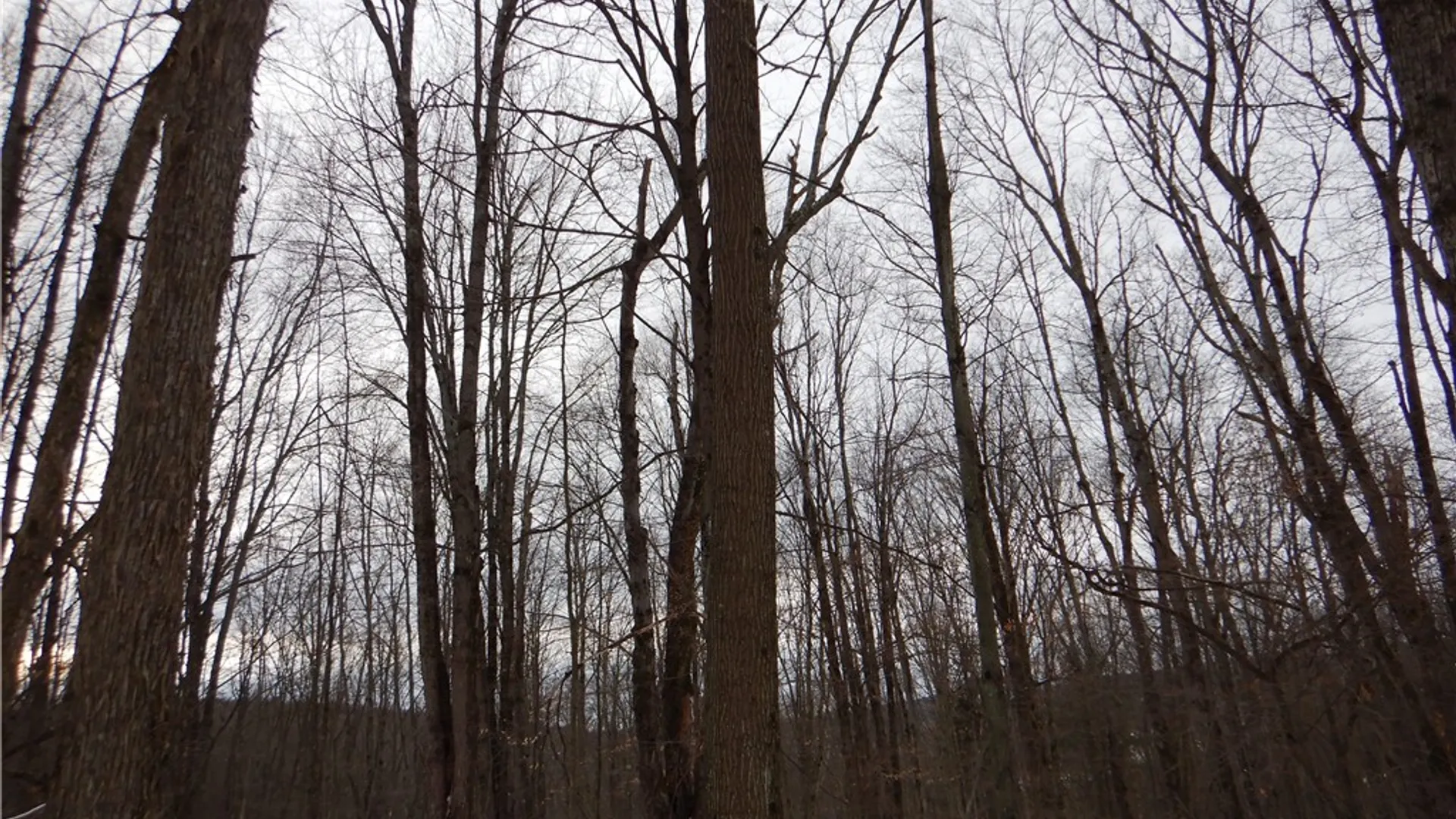 Property at Newark Valley - Maine Rd, Newark Valley, NY 13811 2