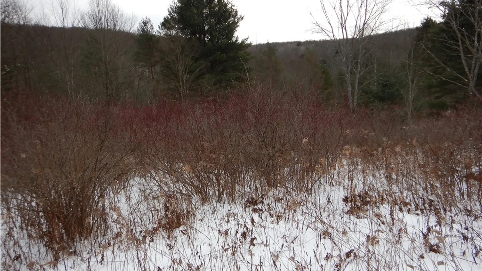 Property at Newark Valley - Maine Rd, Newark Valley, NY 13811 20