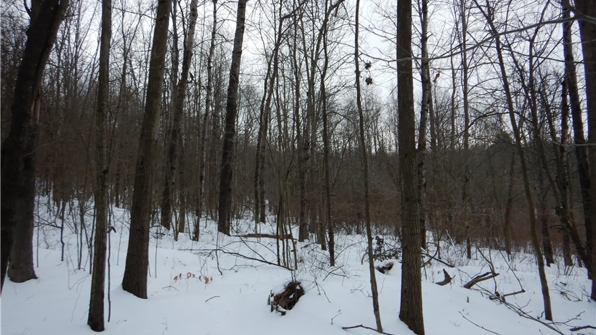 Property at Newark Valley - Maine Rd, Newark Valley, NY 13811 21