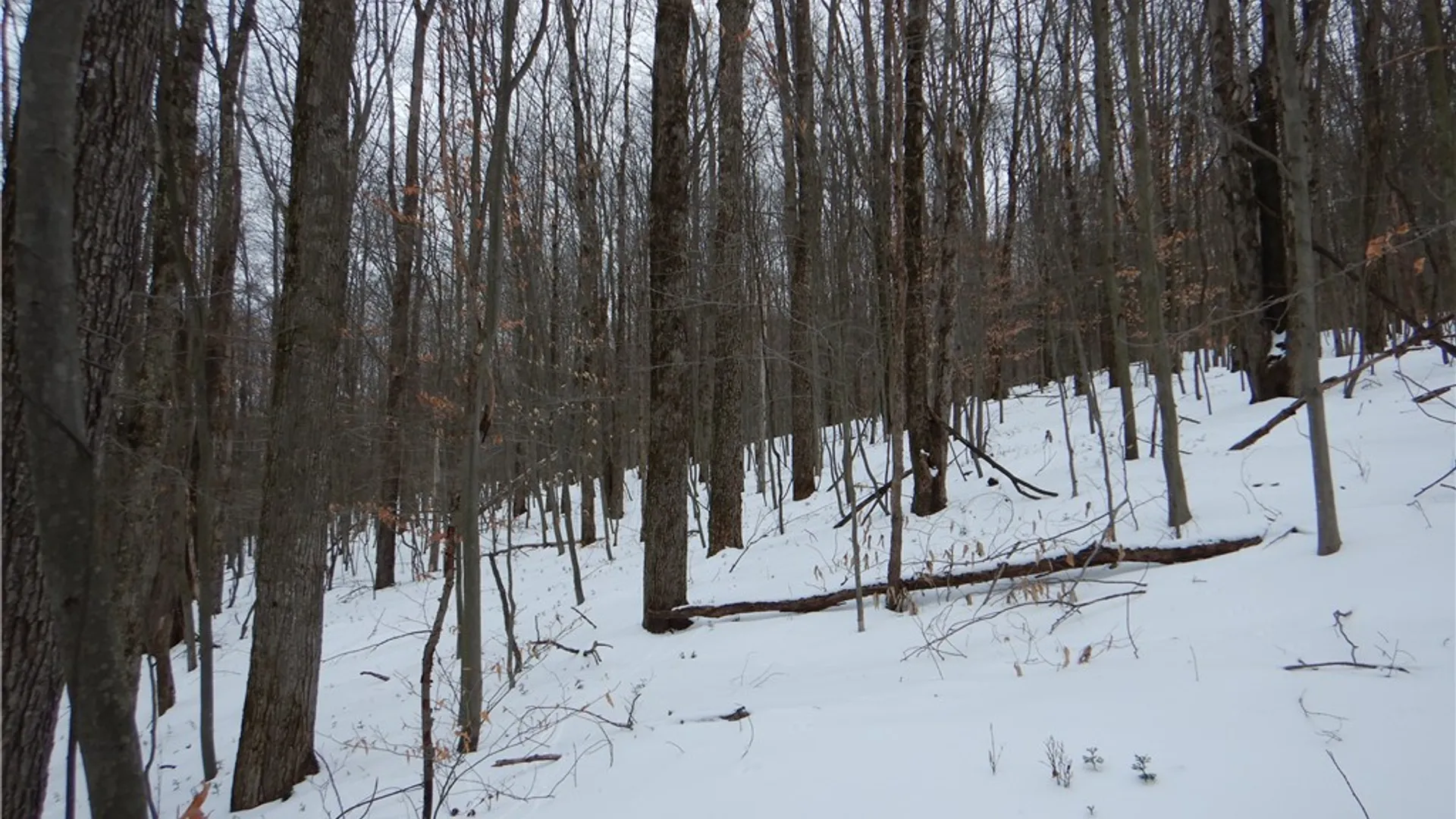 Property at Newark Valley - Maine Rd, Newark Valley, NY 13811 24