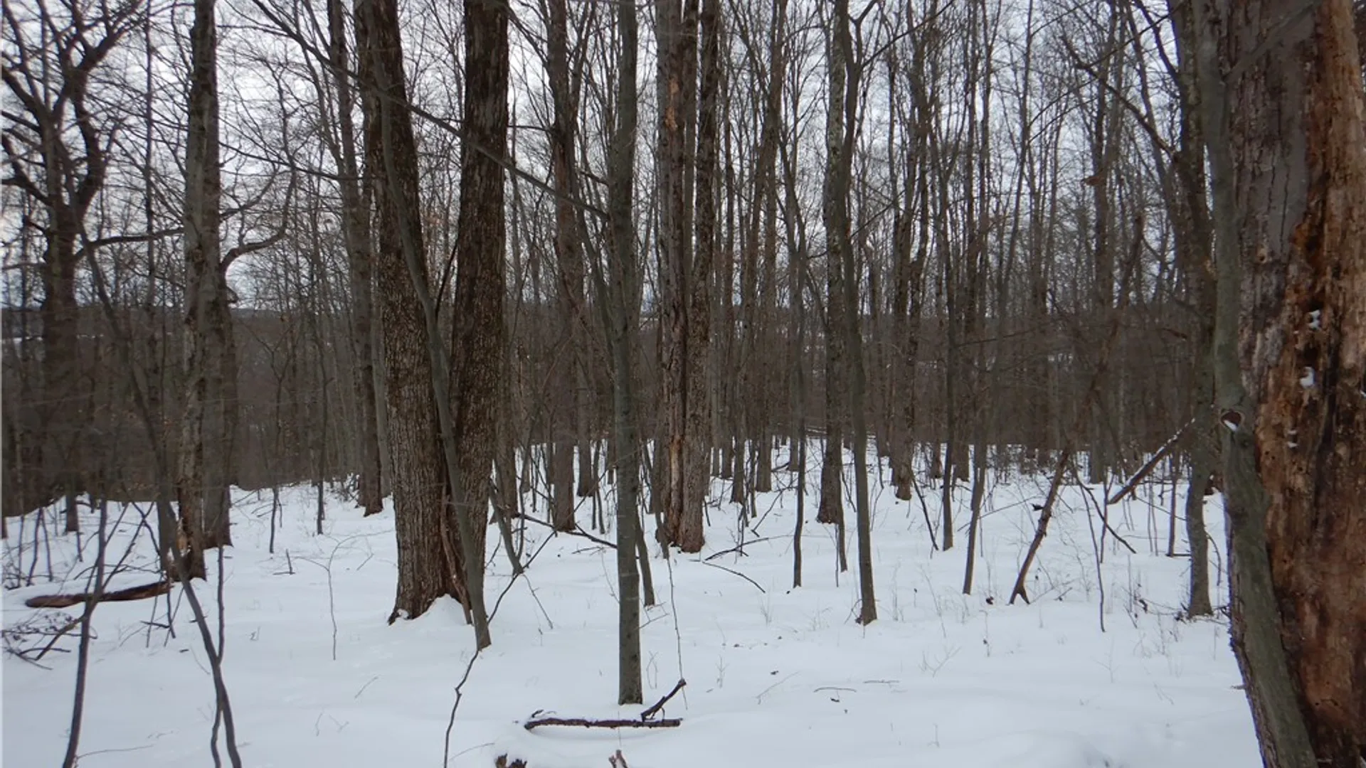 Property at Newark Valley - Maine Rd, Newark Valley, NY 13811 27