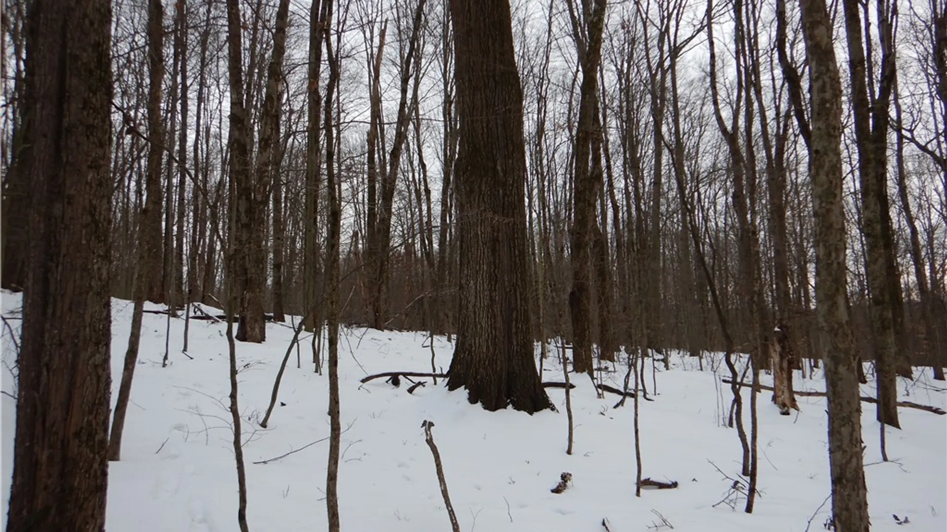 Property at Newark Valley - Maine Rd, Newark Valley, NY 13811 34