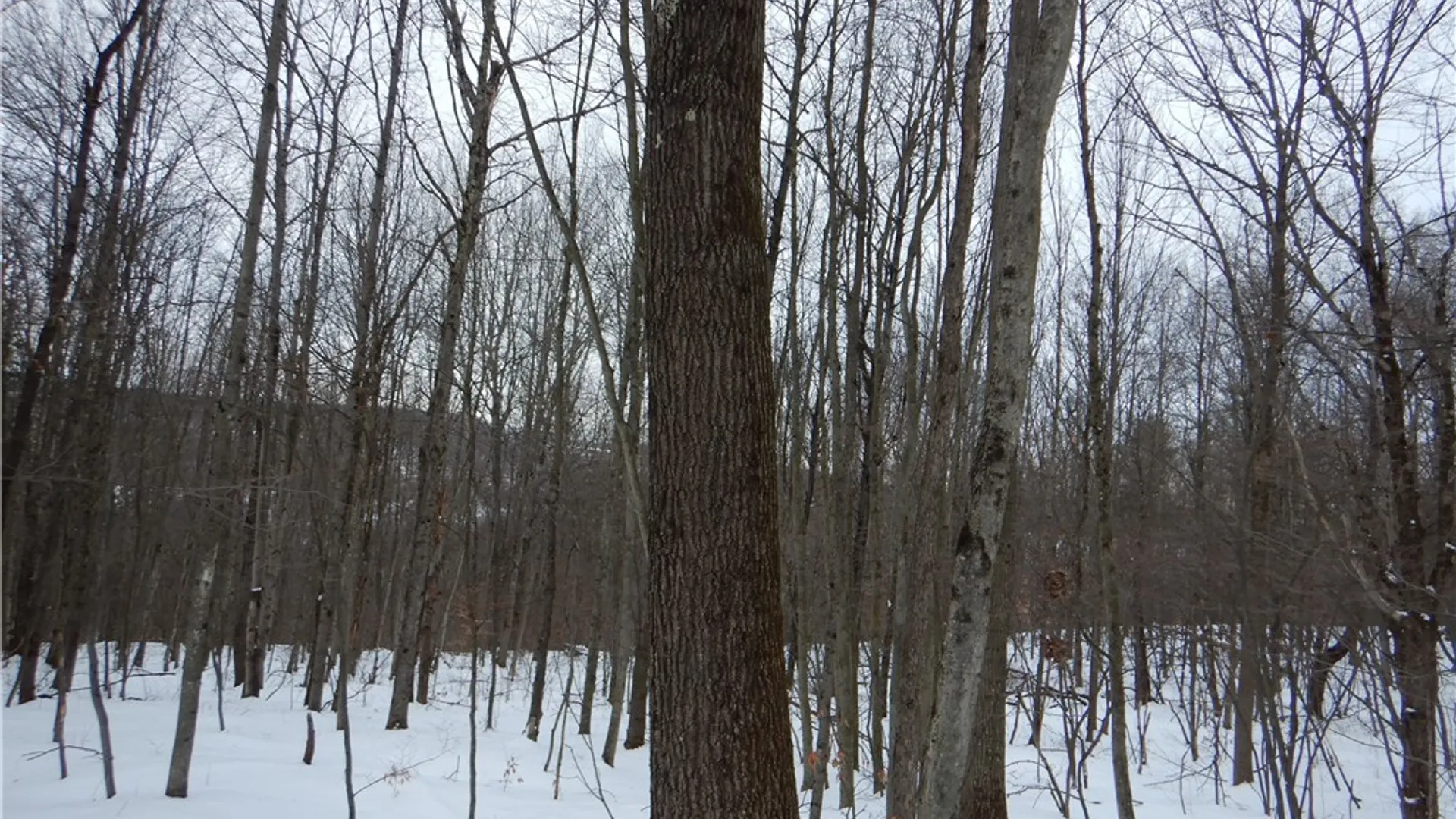 Property at Newark Valley - Maine Rd, Newark Valley, NY 13811 6