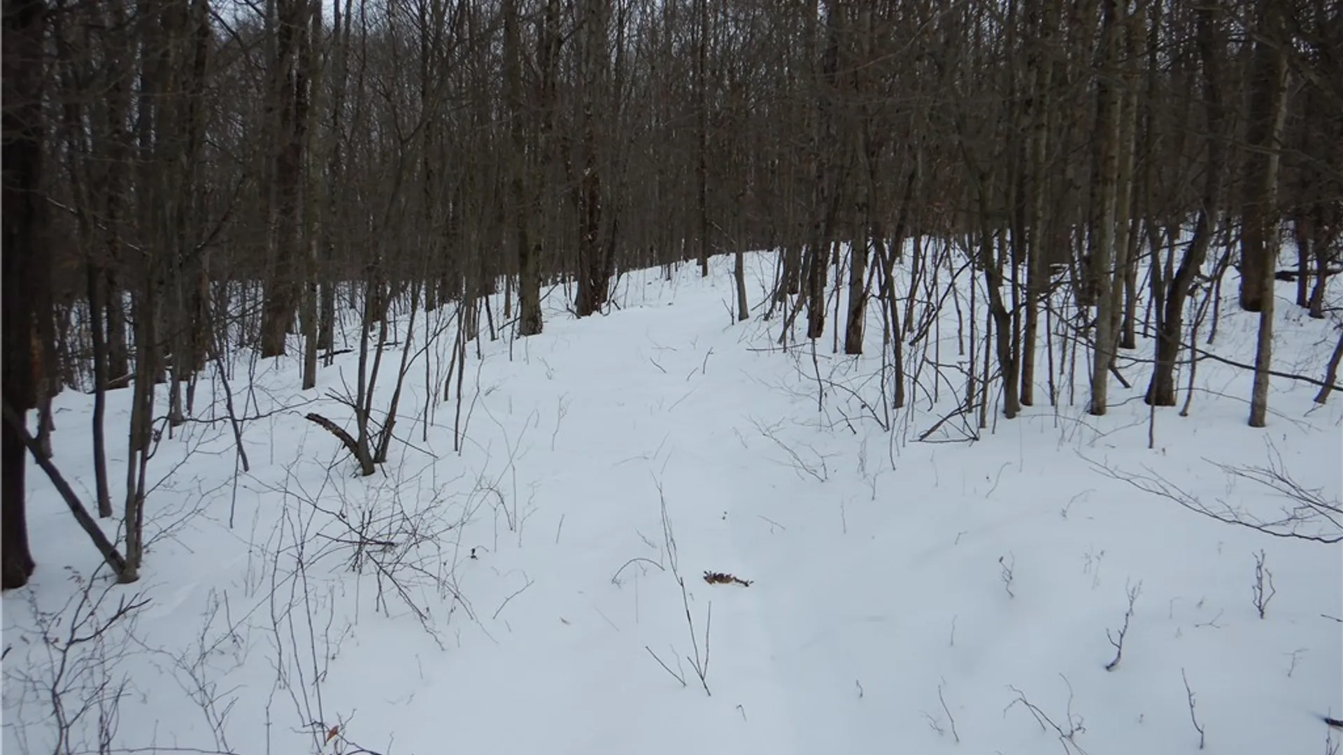 Property at Newark Valley - Maine Rd, Newark Valley, NY 13811 7