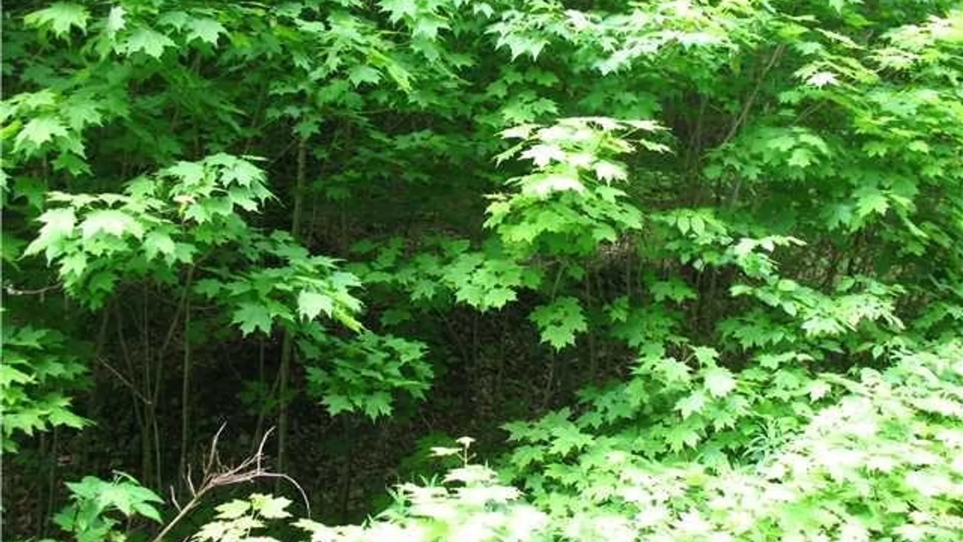 Property at VL Dublin Road, Mansfield, NY 14779 2