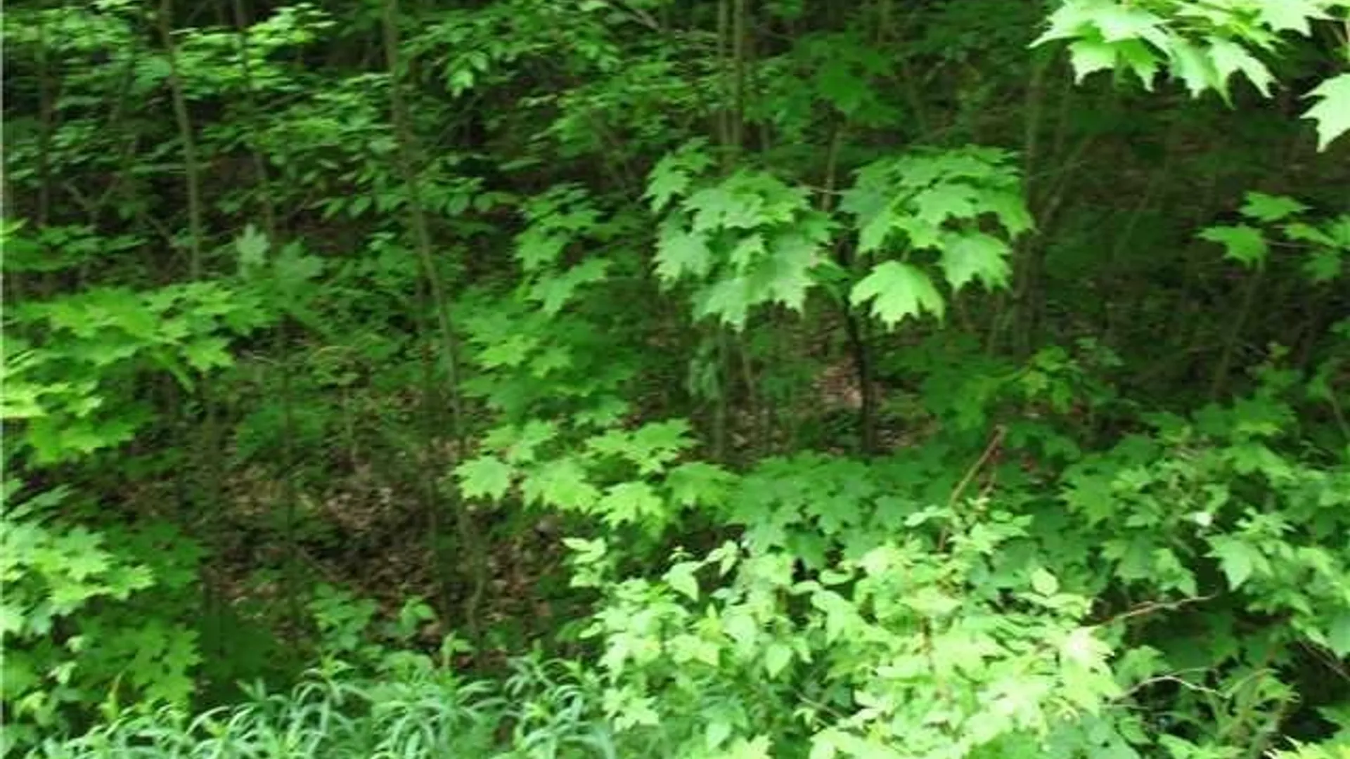 Property at VL Dublin Road, Mansfield, NY 14779 3