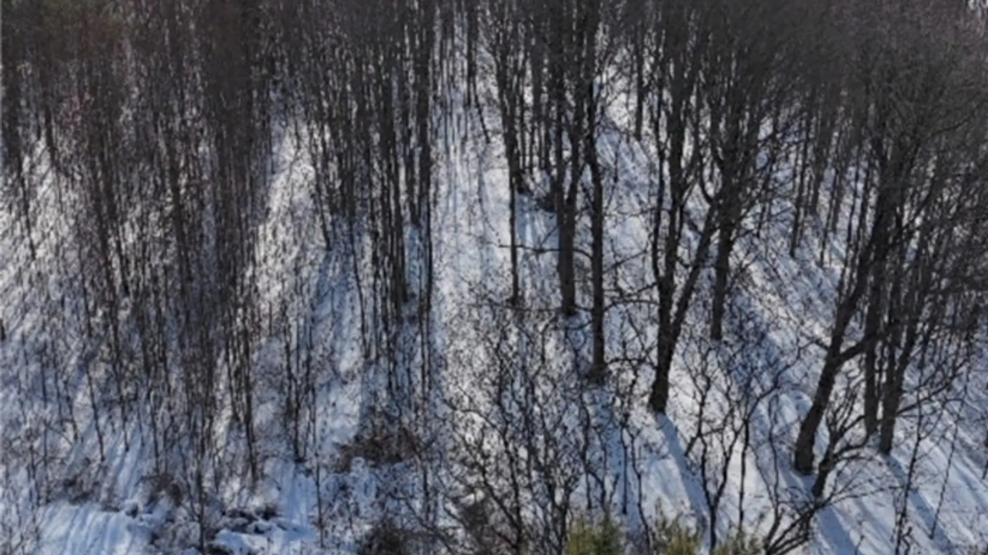 Property at Reynolds Road, Farmersville, NY 14737 6