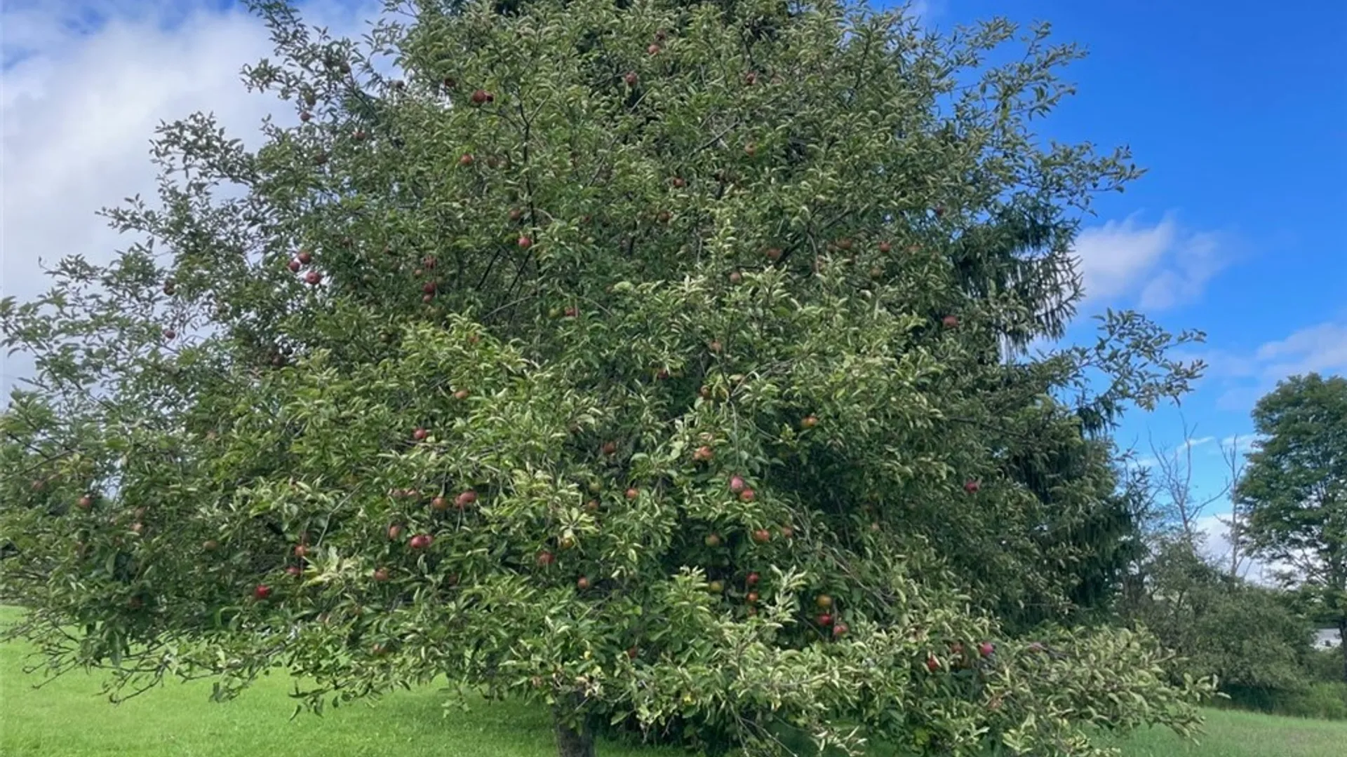 Property at 3757 Hamden Hill Road, Hamden, NY 13782 26