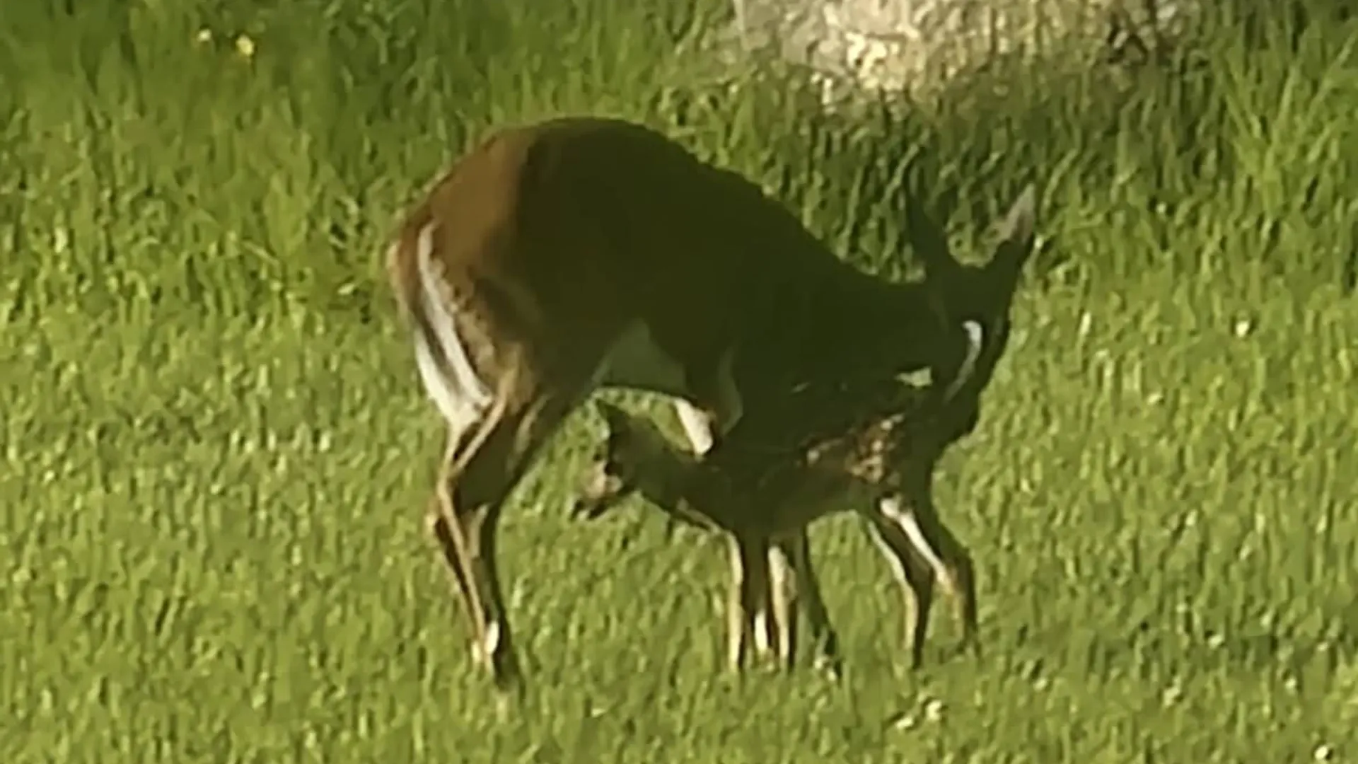 Property at 89 zinno rd, Ashland, NY 12407 24