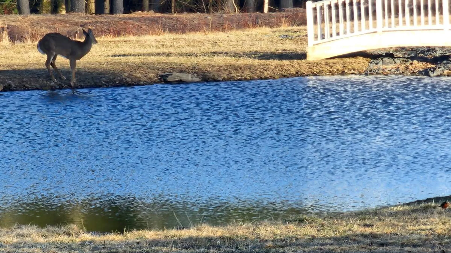 Property at 89 zinno rd, Ashland, NY 12407 31