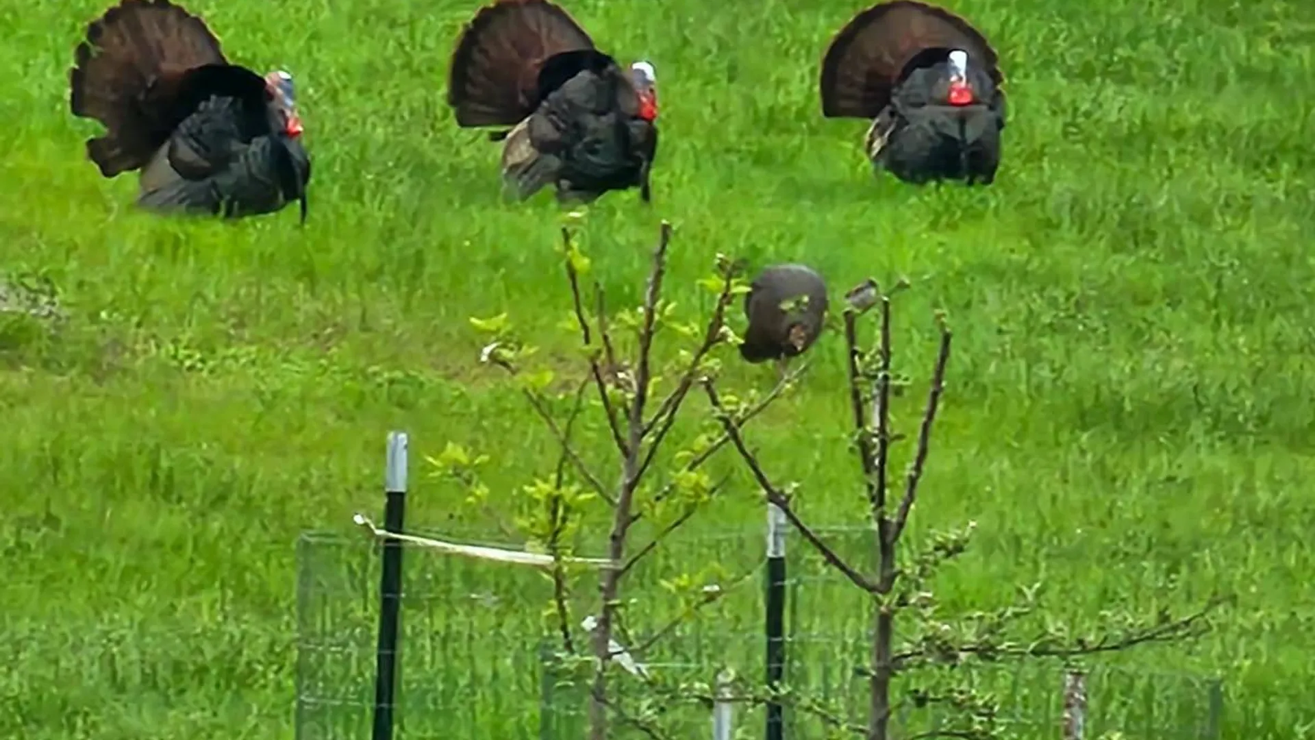 Property at 89 zinno rd, Ashland, NY 12407 32