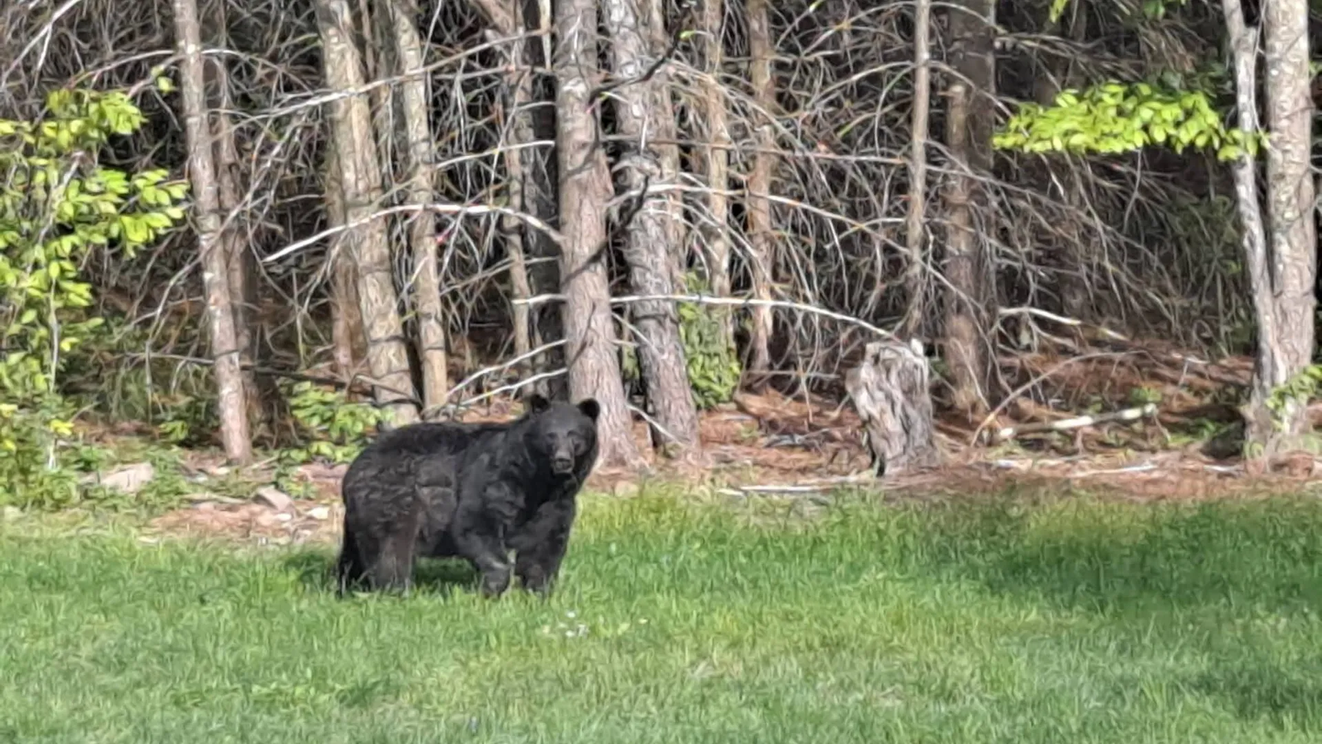 Property at 89 zinno rd, Ashland, NY 12407 33