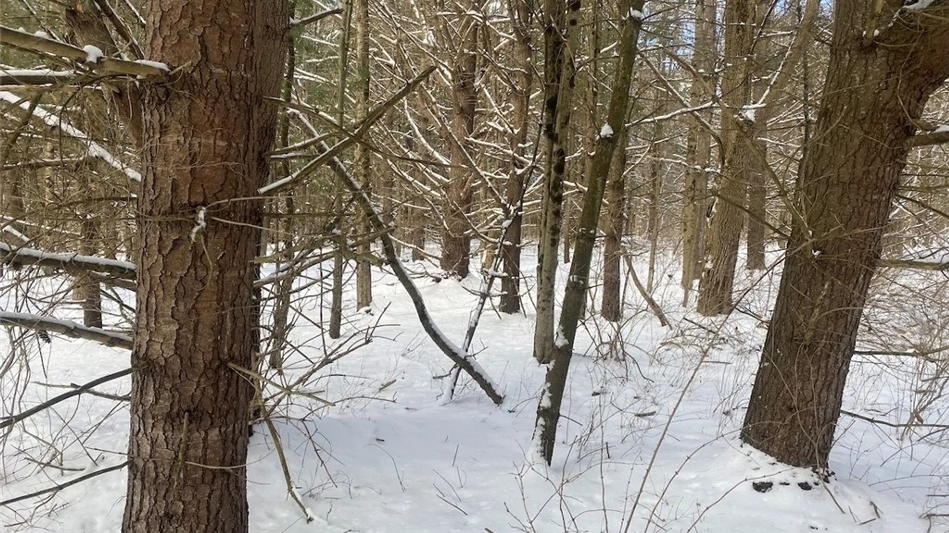 Property at 8567 Hill Road, Allen, NY 14711 38