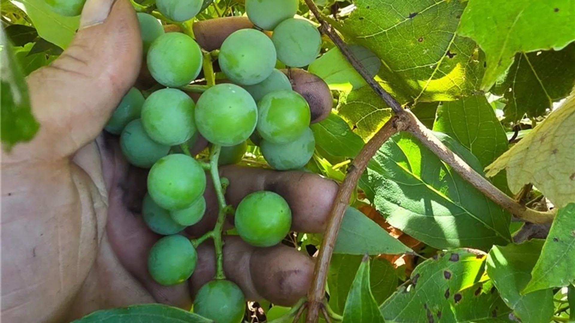 Property at 4282 Gun Barrel Road, Yorkshire, NY 14042 35