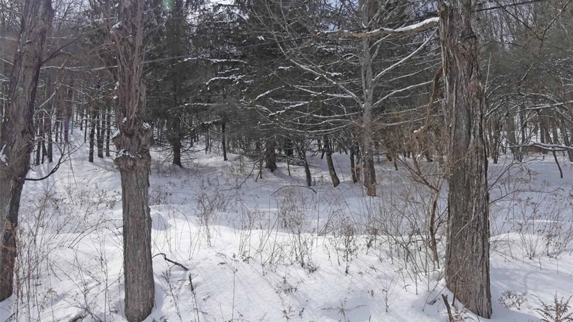 Property at State Highway 28, Bovina, NY 13731 11