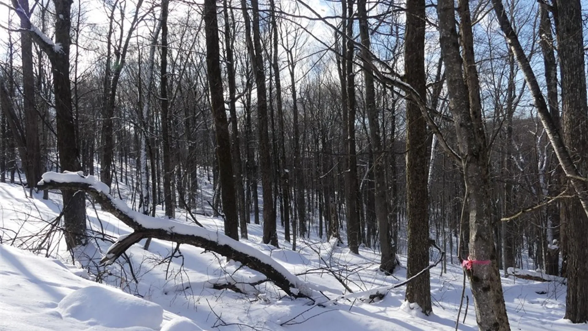 Property at State Highway 28, Bovina, NY 13731 4