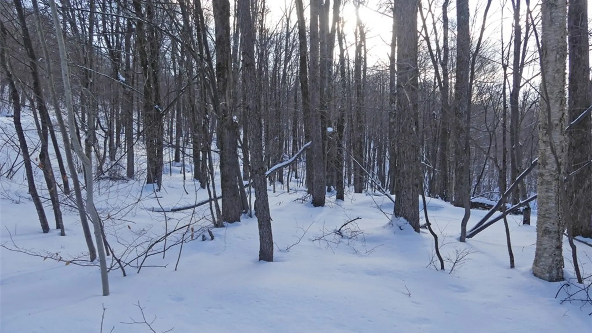 Property at State Highway 28, Bovina, NY 13731 5