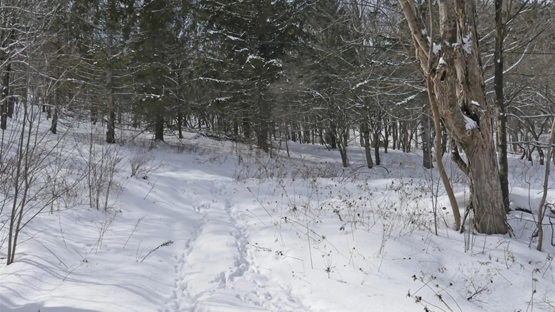 Property at State Highway 28, Bovina, NY 13731 7