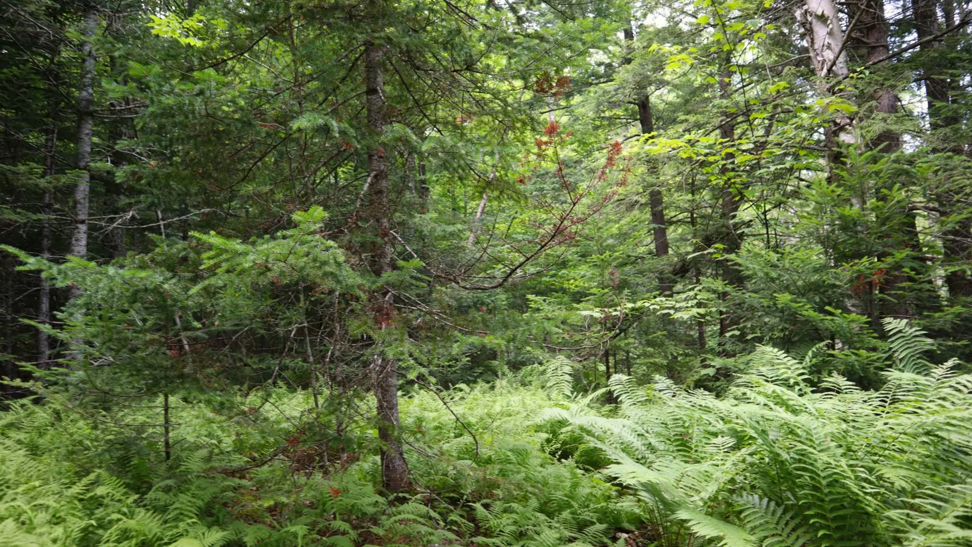 Property at 0 Valley Rd, Thurman, NY 12885 13