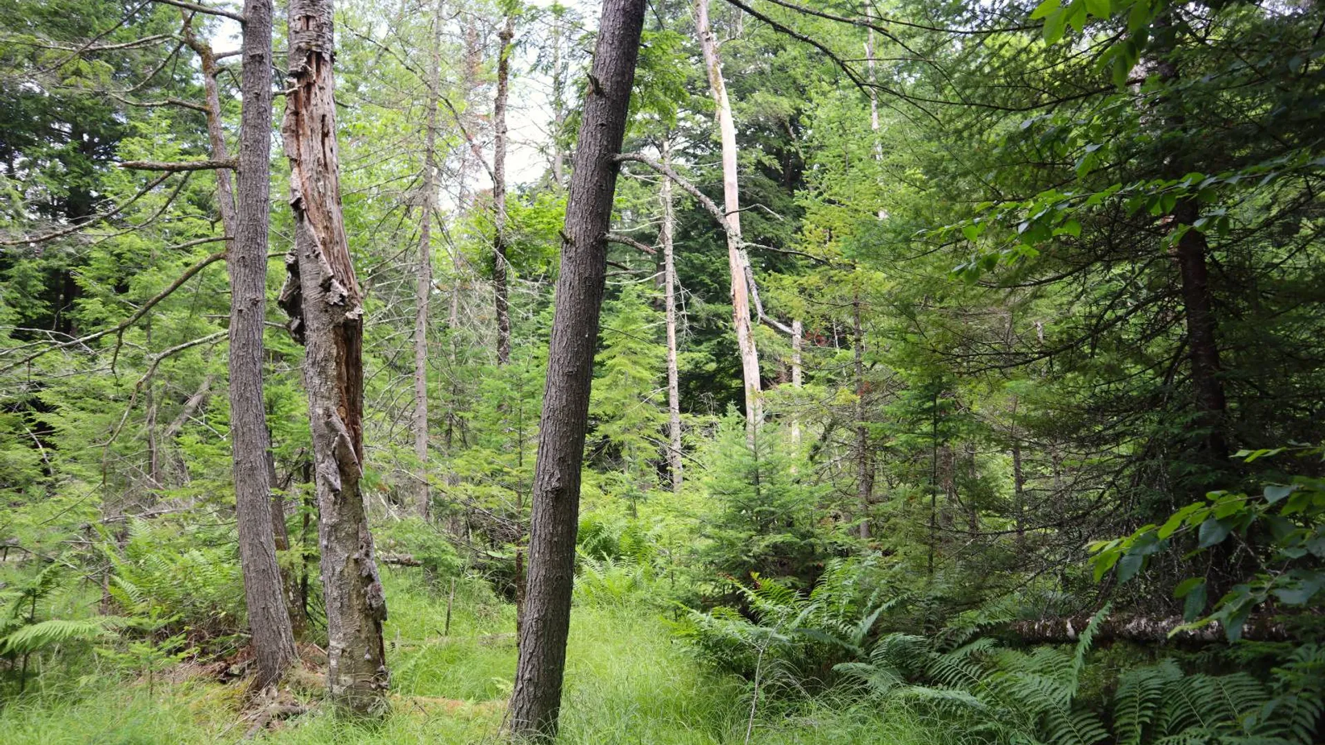 Property at 0 Valley Rd, Thurman, NY 12885 14