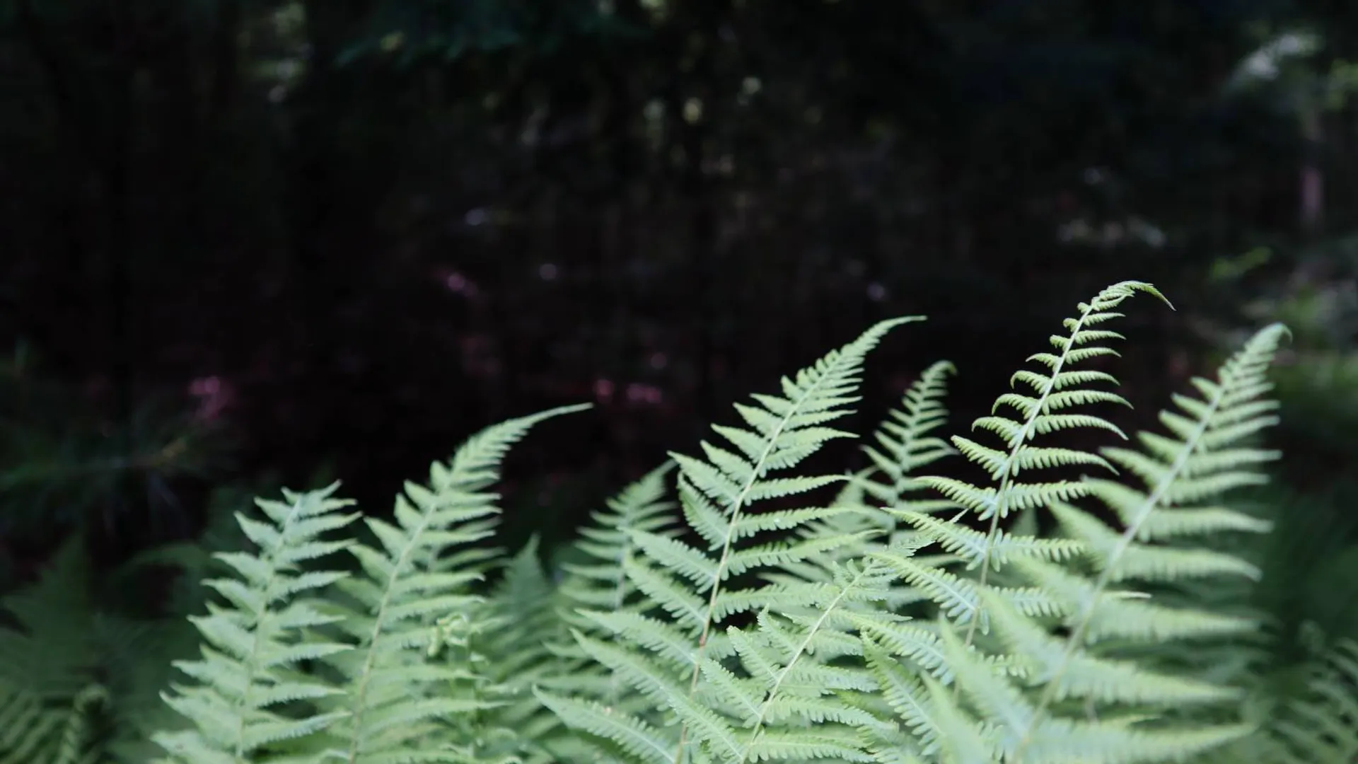 Property at 0 Valley Rd, Thurman, NY 12885 15