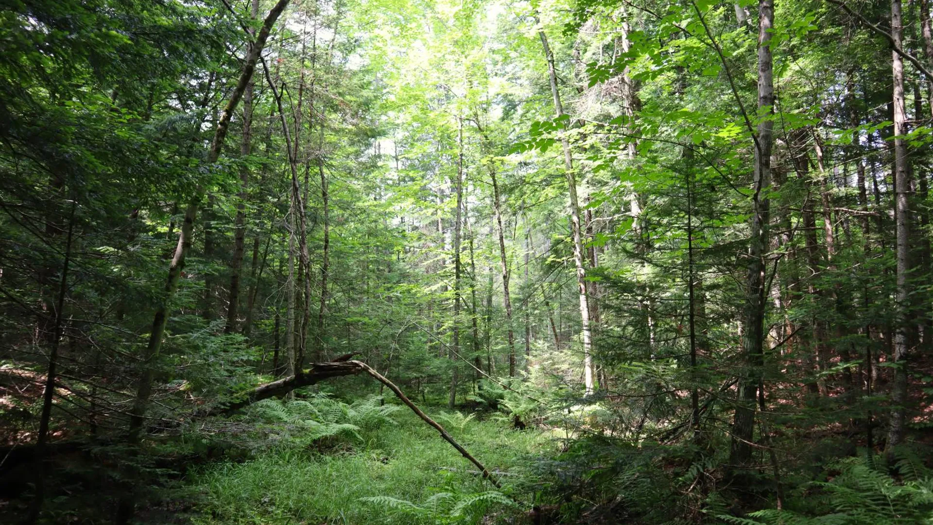 Property at 0 Valley Rd, Thurman, NY 12885 17