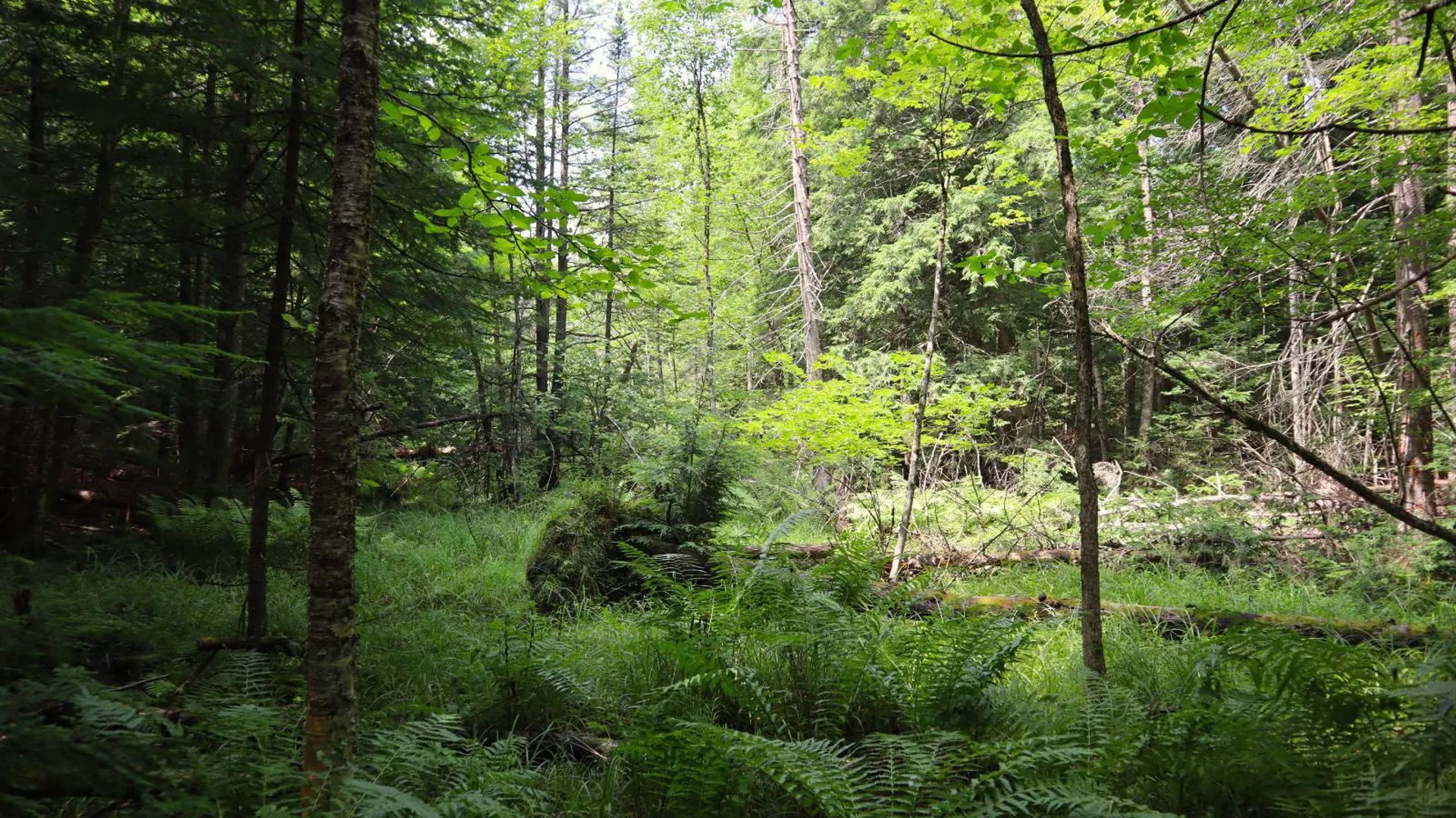 Property at 0 Valley Rd, Thurman, NY 12885 20