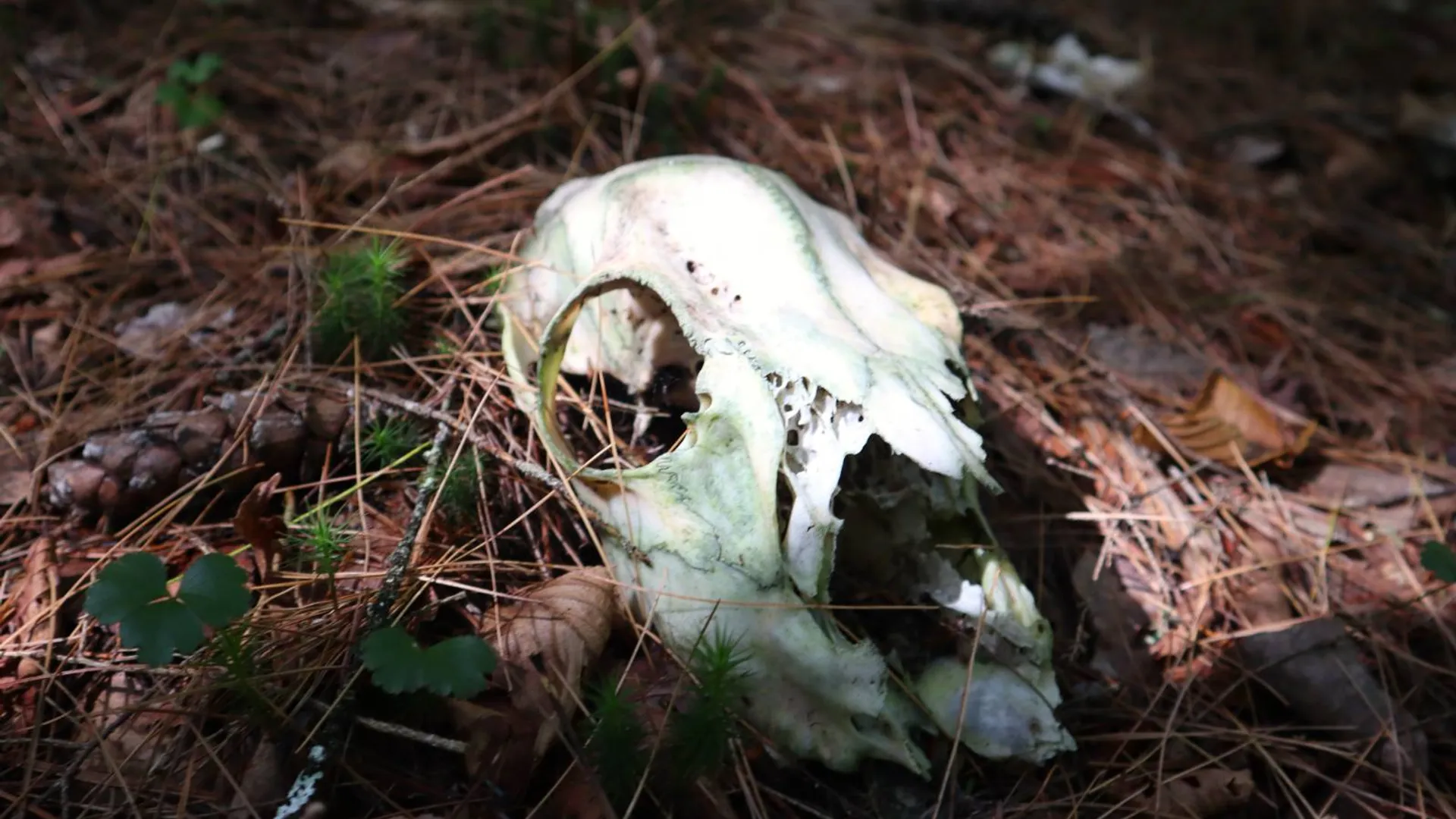 Property at 0 Valley Rd, Thurman, NY 12885 22