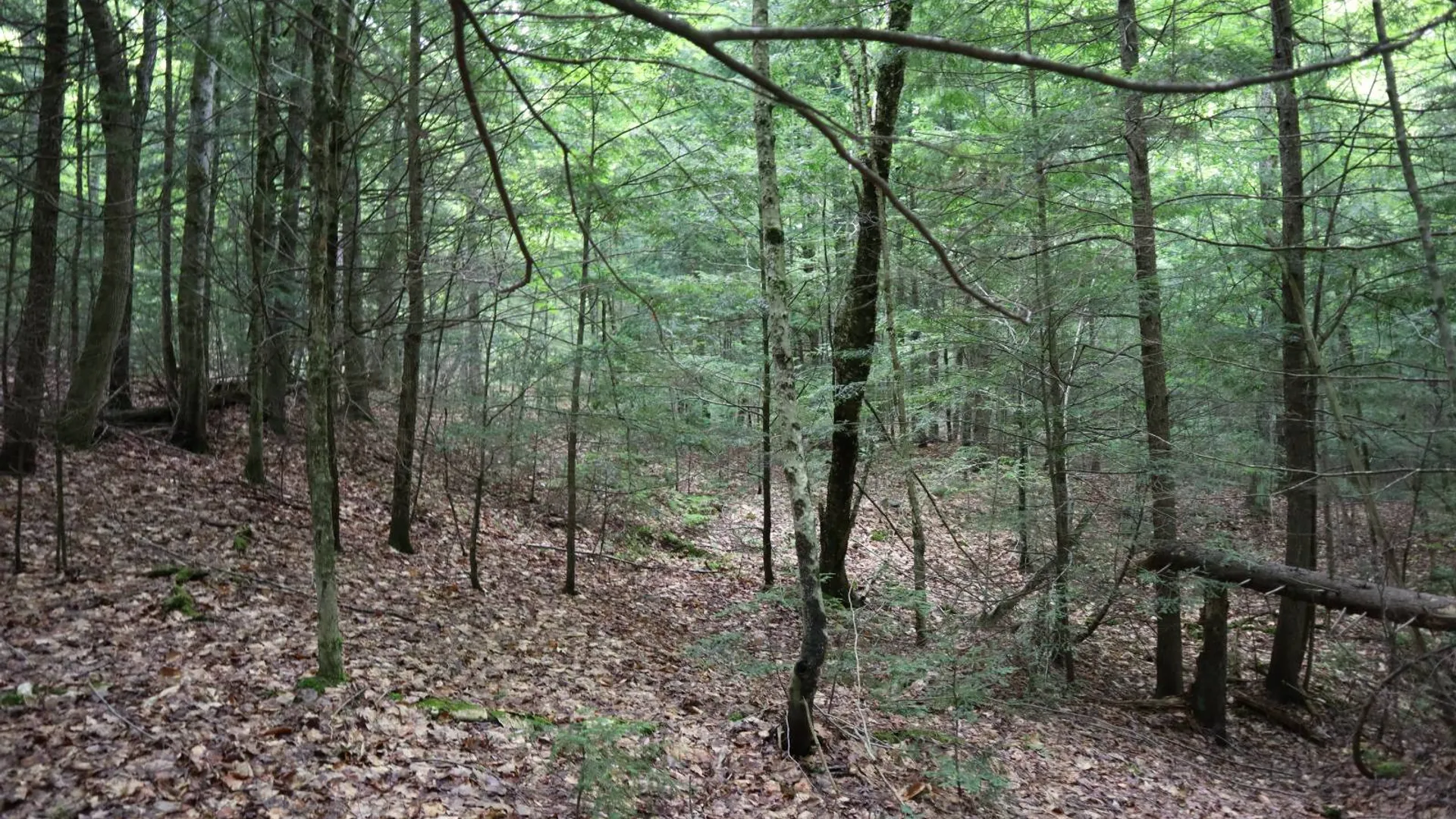 Property at 0 Valley Rd, Thurman, NY 12885 24