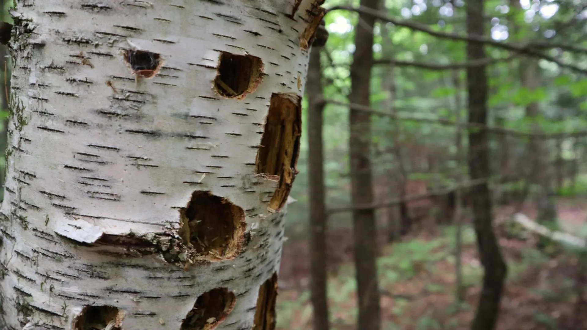 Property at 0 Valley Rd, Thurman, NY 12885 25