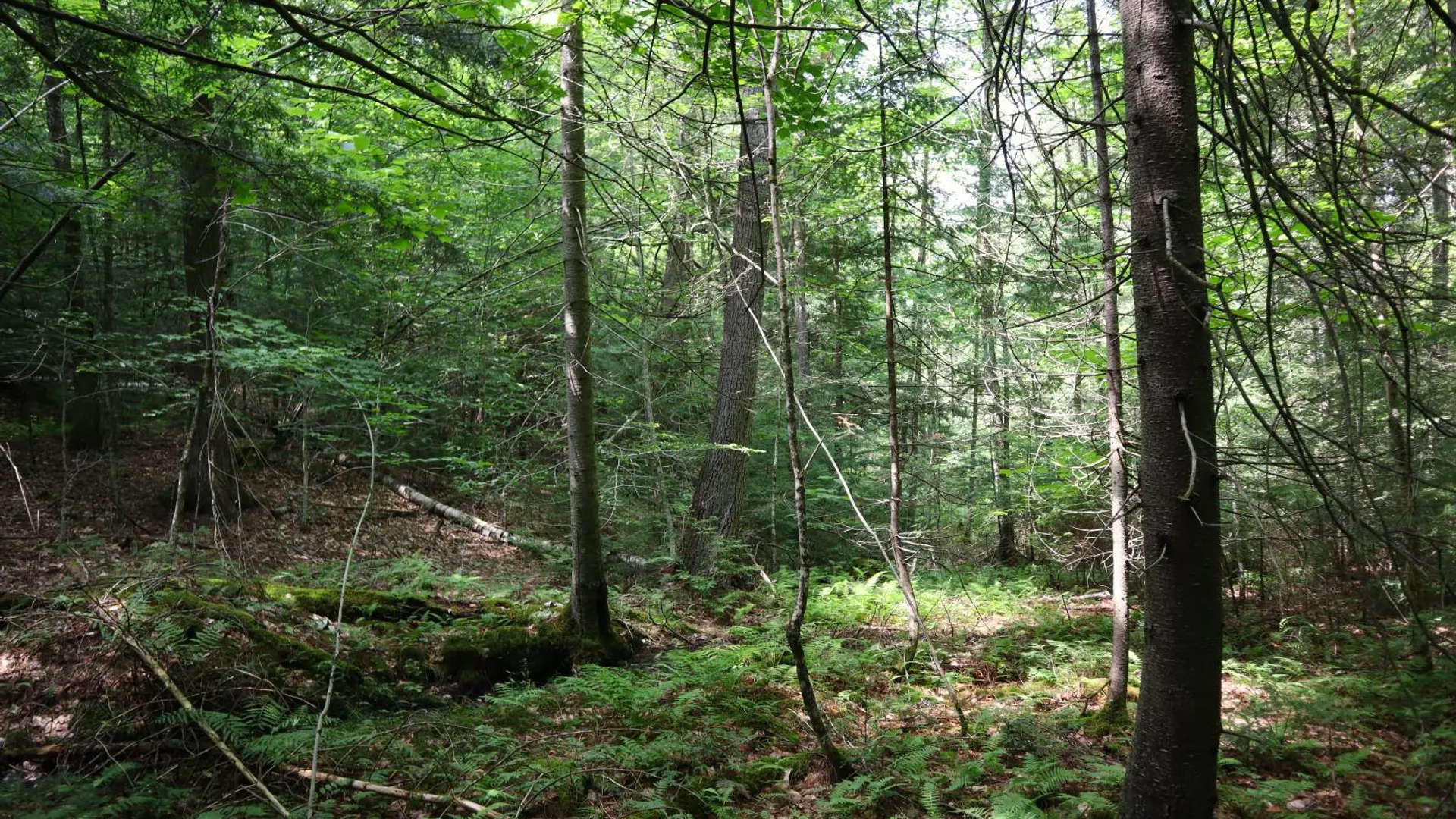 Property at 0 Valley Rd, Thurman, NY 12885 26