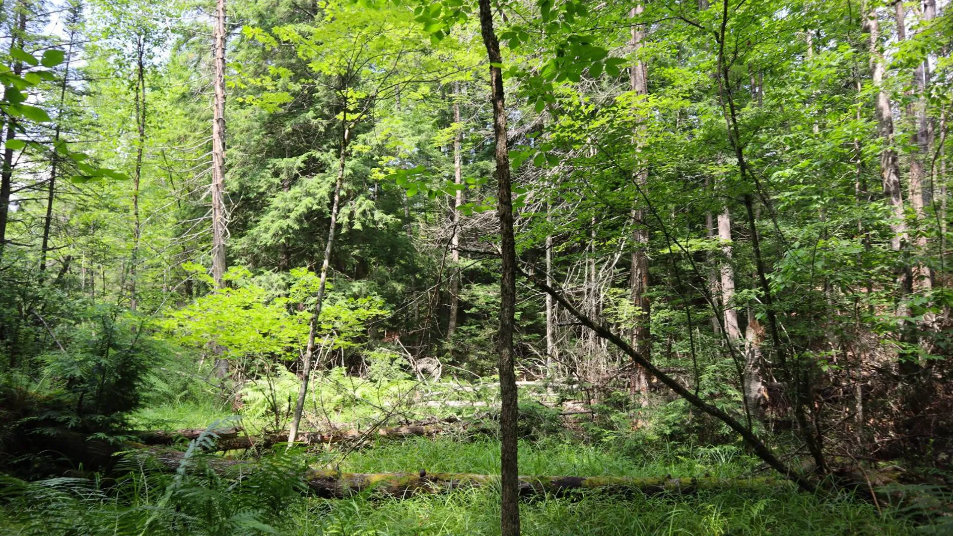 Property at 0 Valley Rd, Thurman, NY 12885 27