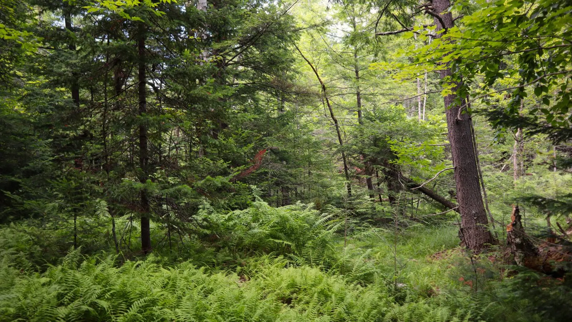 Property at 0 Valley Rd, Thurman, NY 12885 3