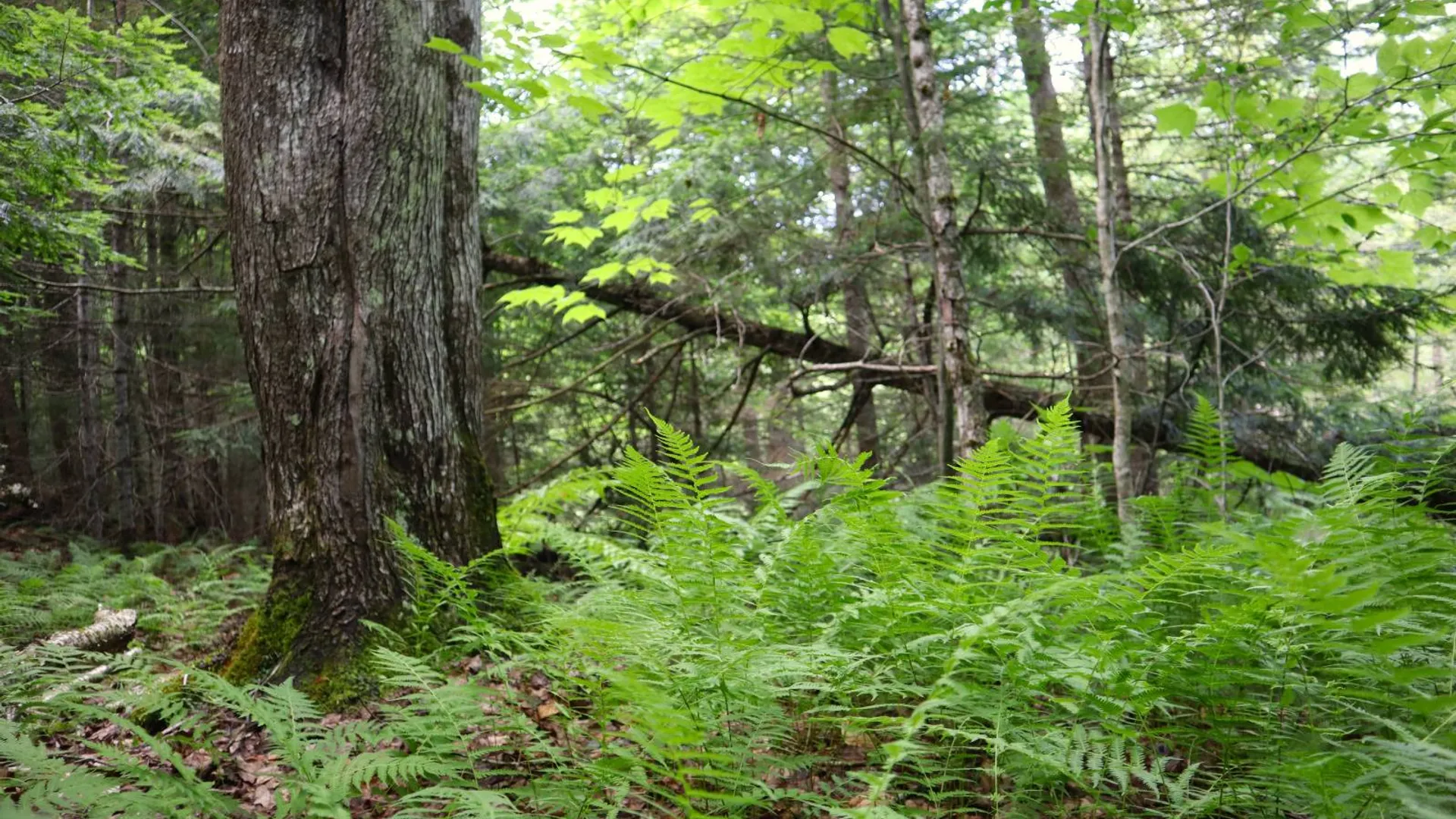 Property at 0 Valley Rd, Thurman, NY 12885 34