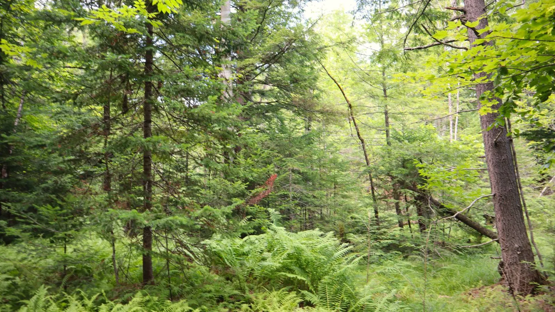 Property at 0 Valley Rd, Thurman, NY 12885 36