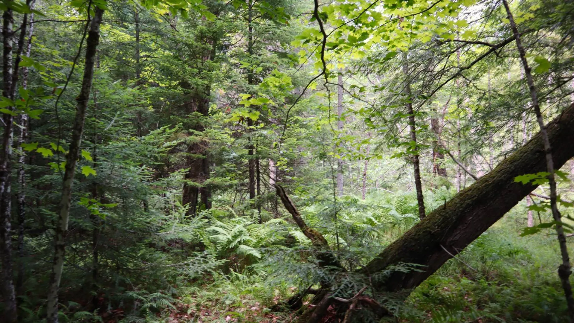 Property at 0 Valley Rd, Thurman, NY 12885 37