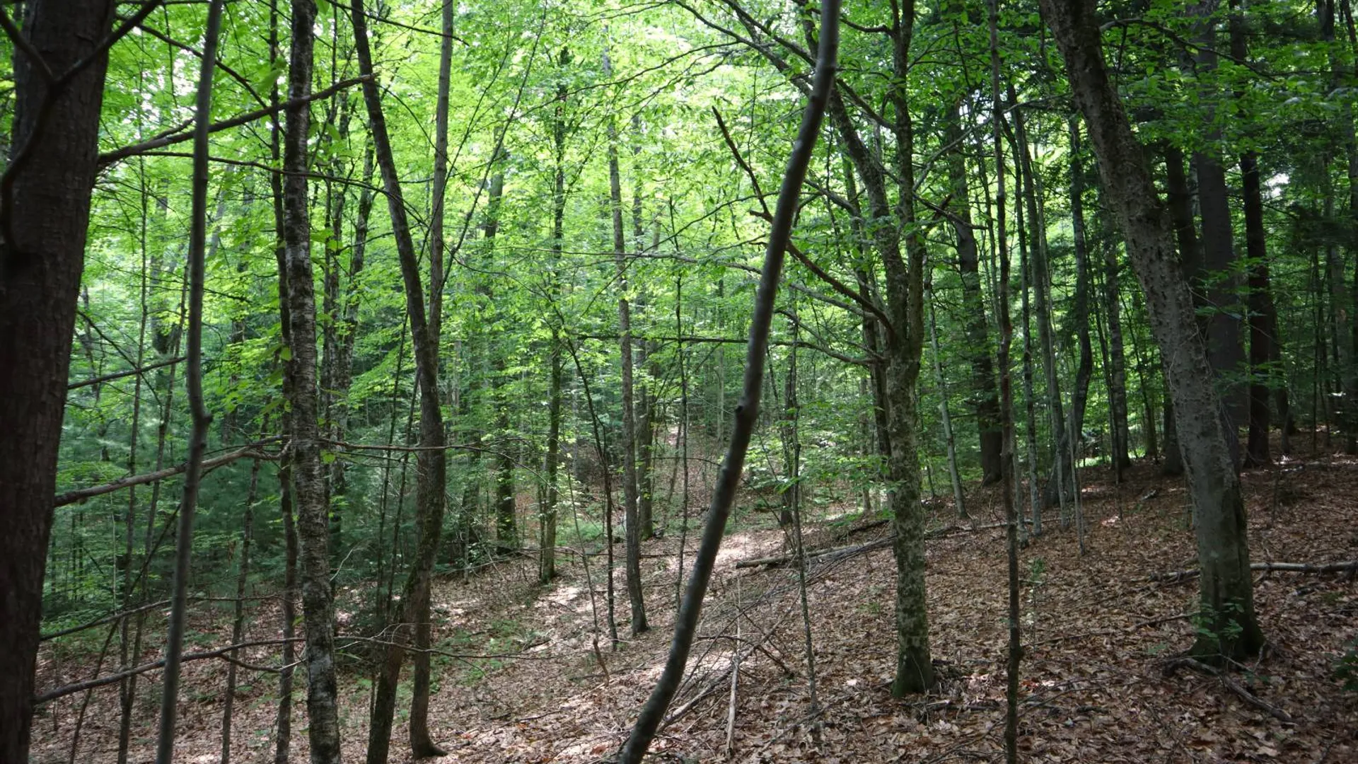 Property at 0 Valley Rd, Thurman, NY 12885 38