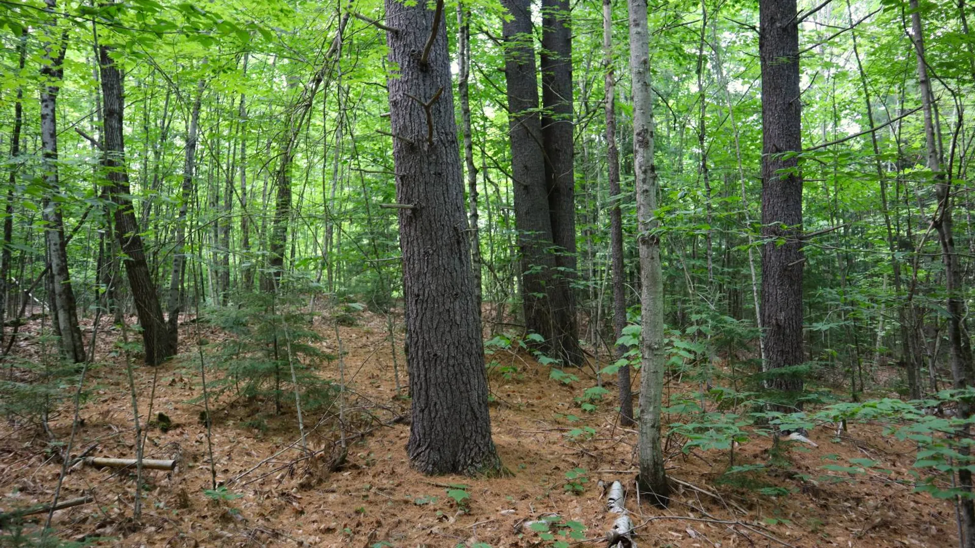 Property at 0 Valley Rd, Thurman, NY 12885 41