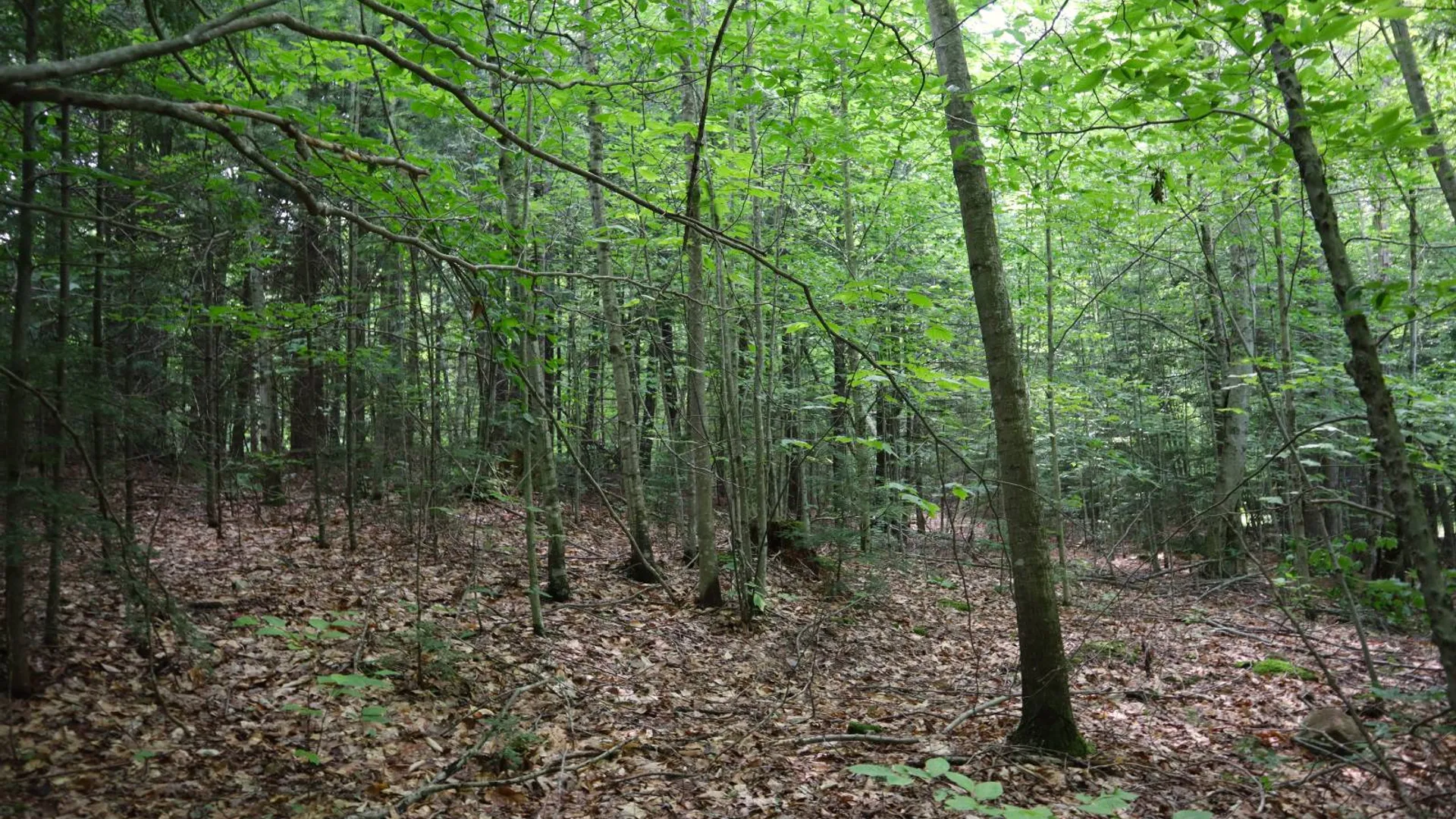 Property at 0 Valley Rd, Thurman, NY 12885 44