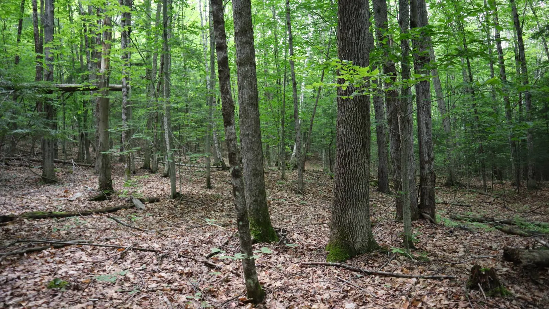 Property at 0 Valley Rd, Thurman, NY 12885 52