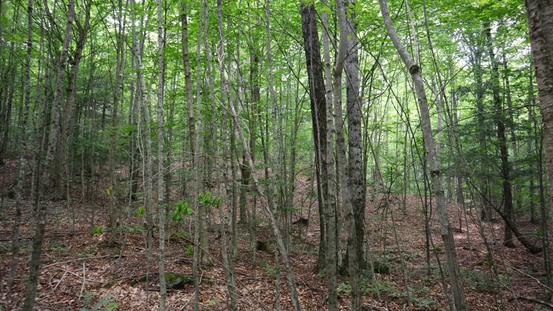 Property at 0 Valley Rd, Thurman, NY 12885 56