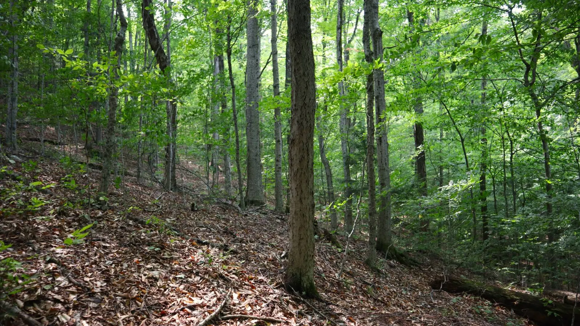 Property at 0 Valley Rd, Thurman, NY 12885 6