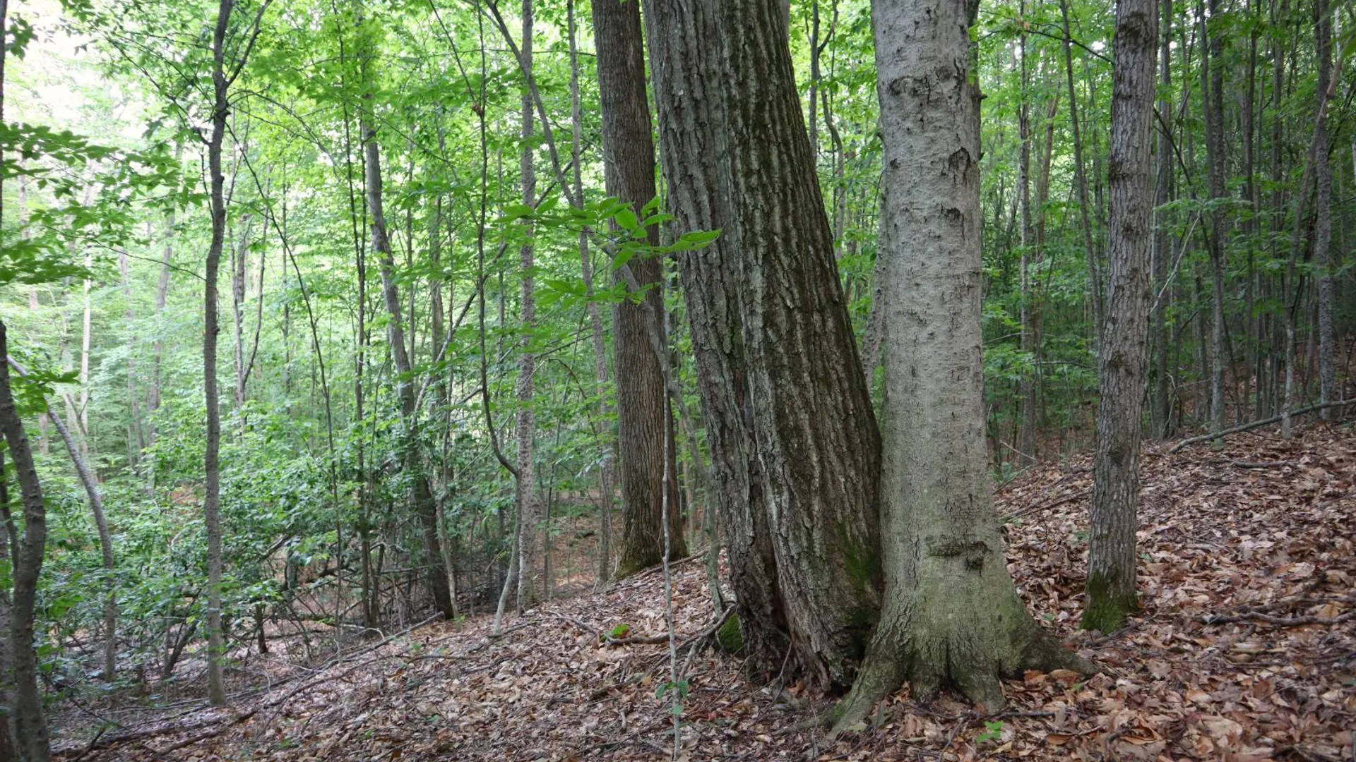 Property at 0 Valley Rd, Thurman, NY 12885 71